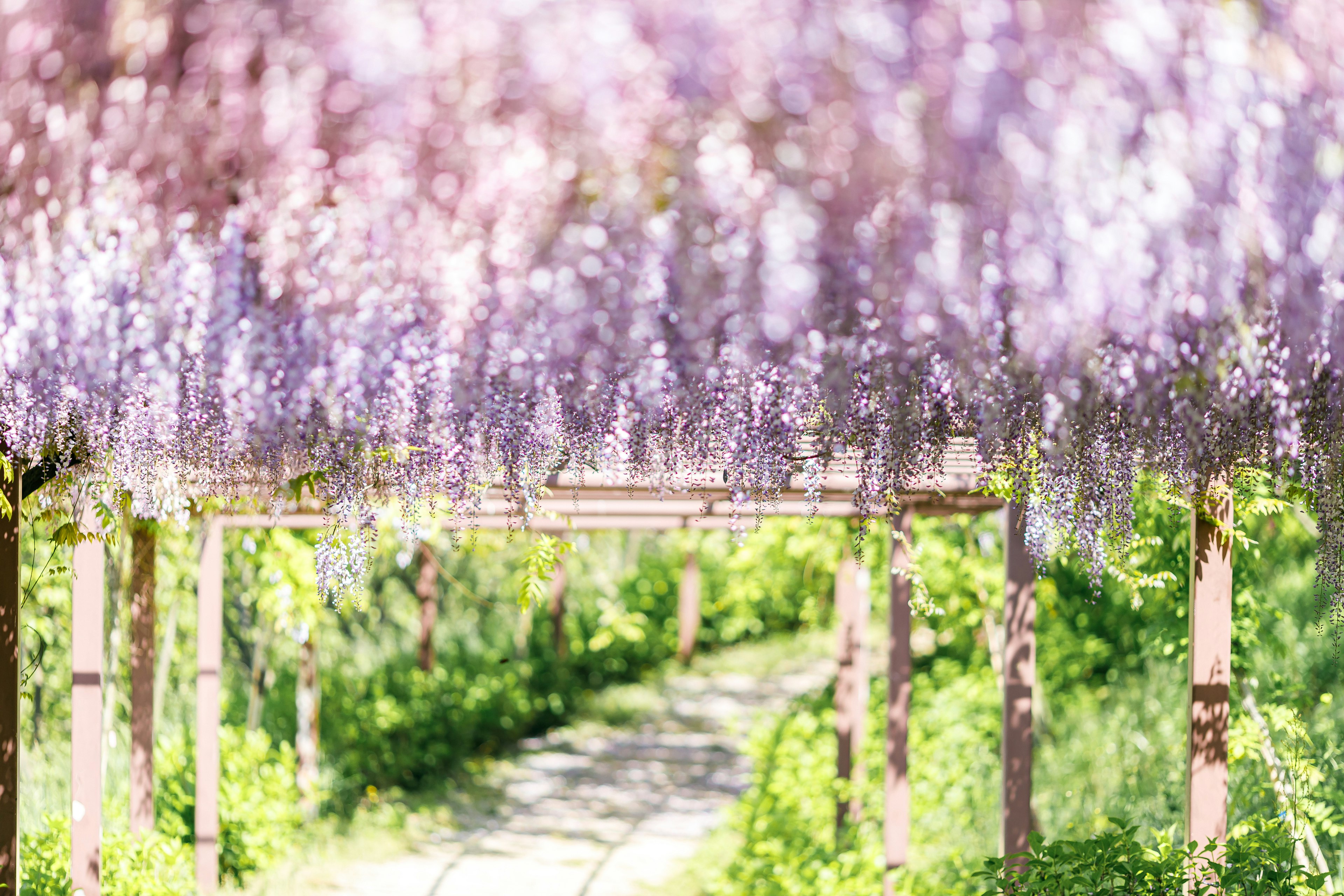 Pathway lined with blooming purple wisteria flowers