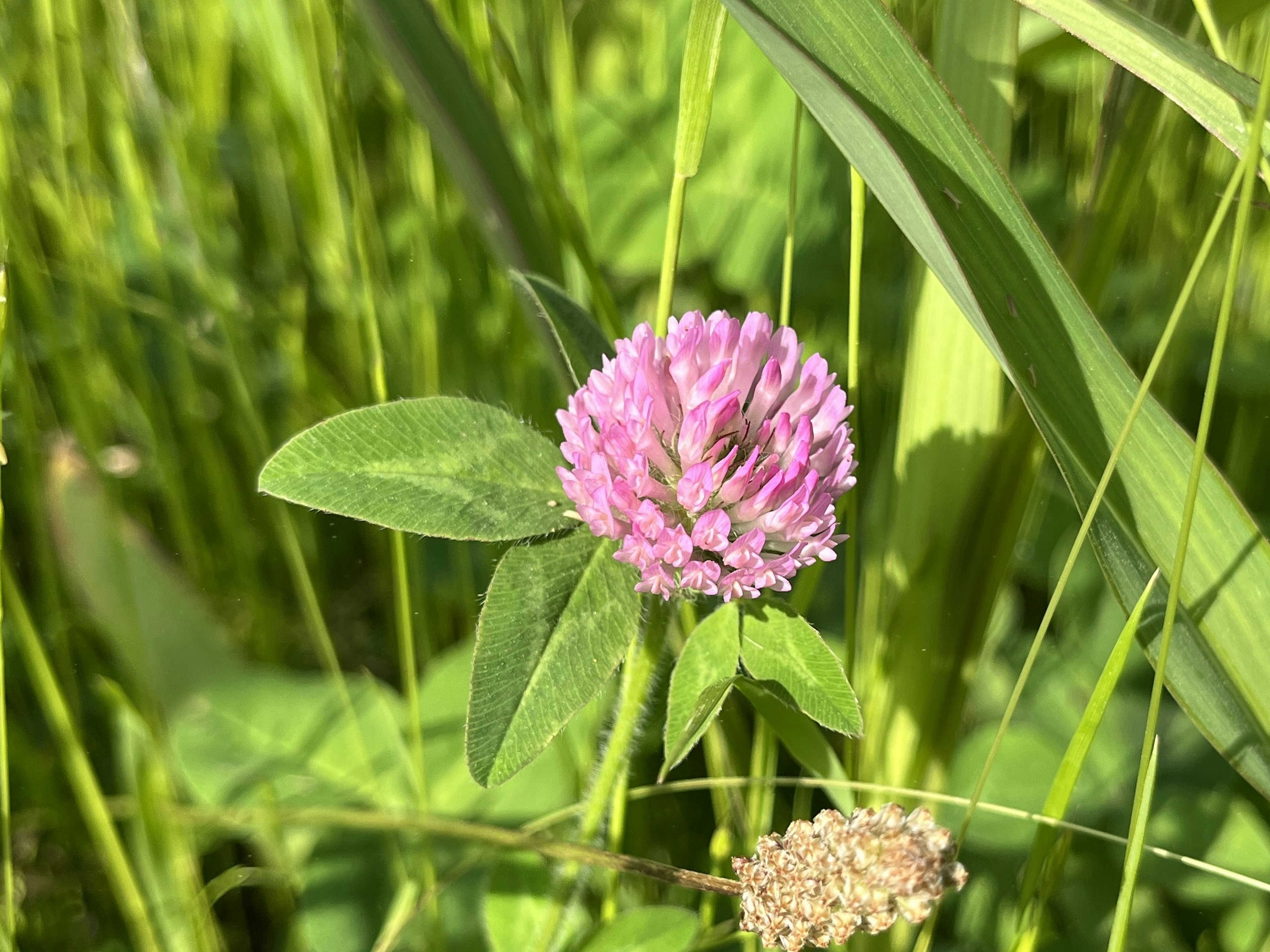 Pink clover flower blooming among green grass