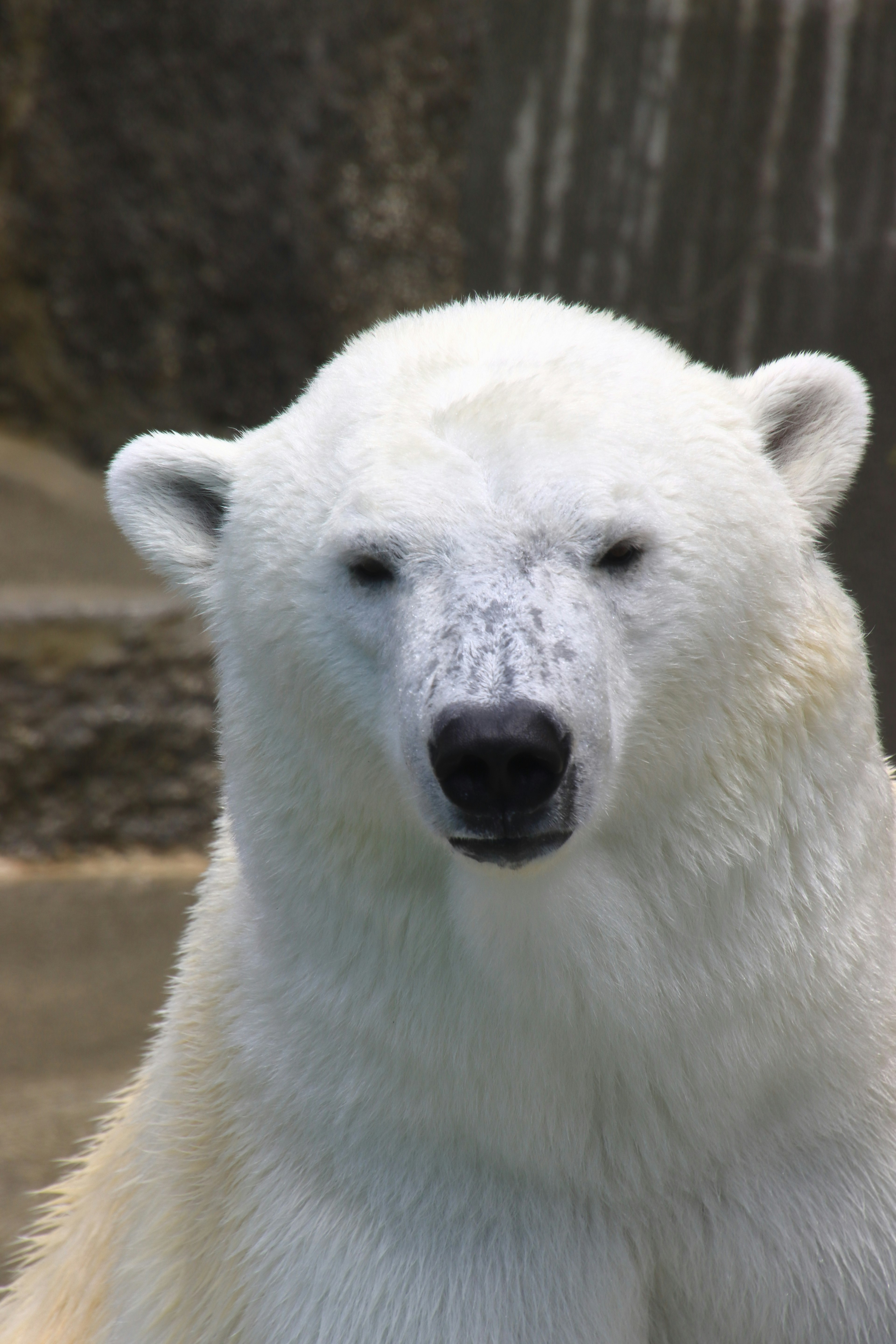 Nahaufnahme des Gesichts eines Eisbären