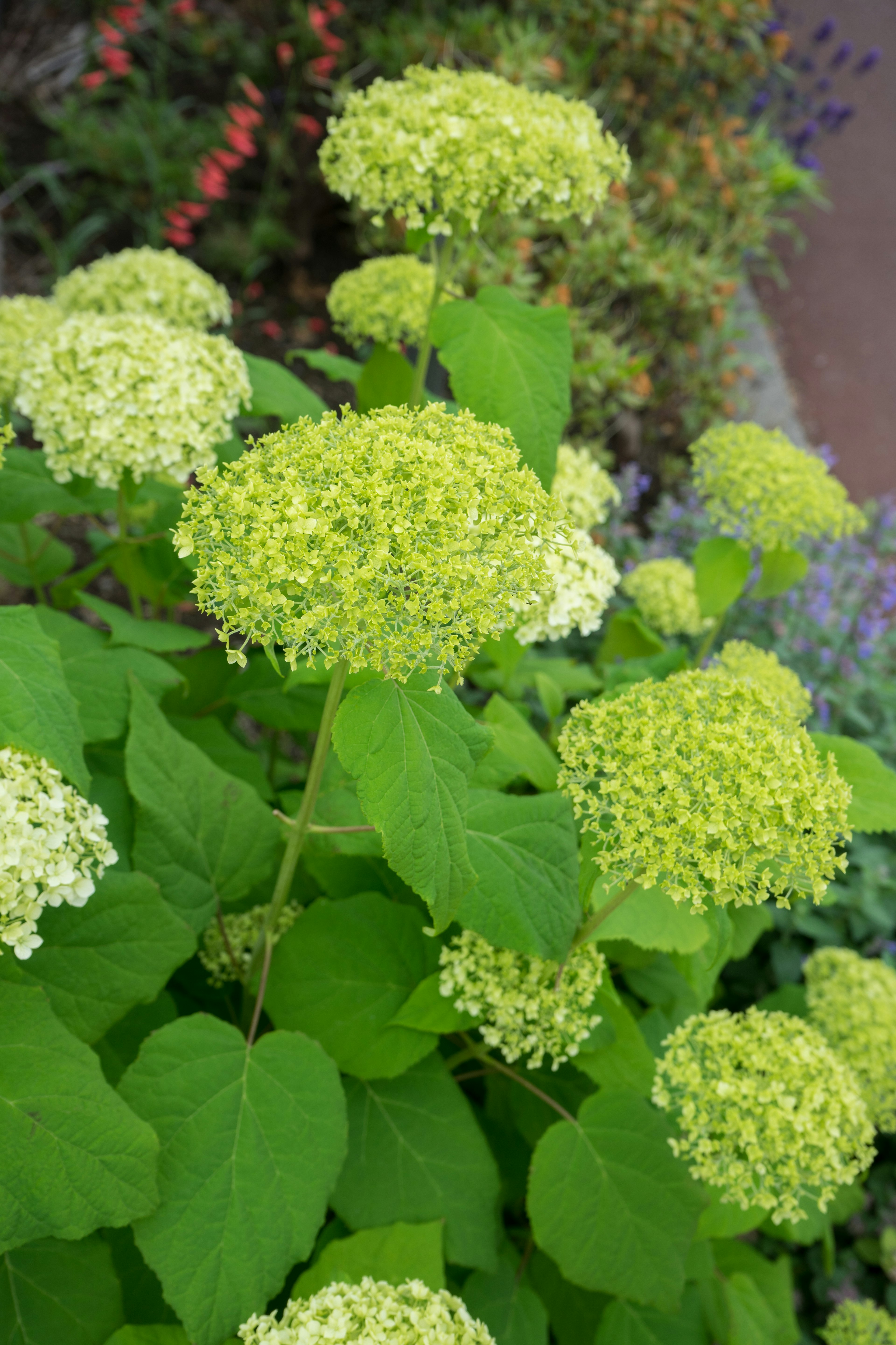 緑色の花を咲かせた植物のクローズアップ写真