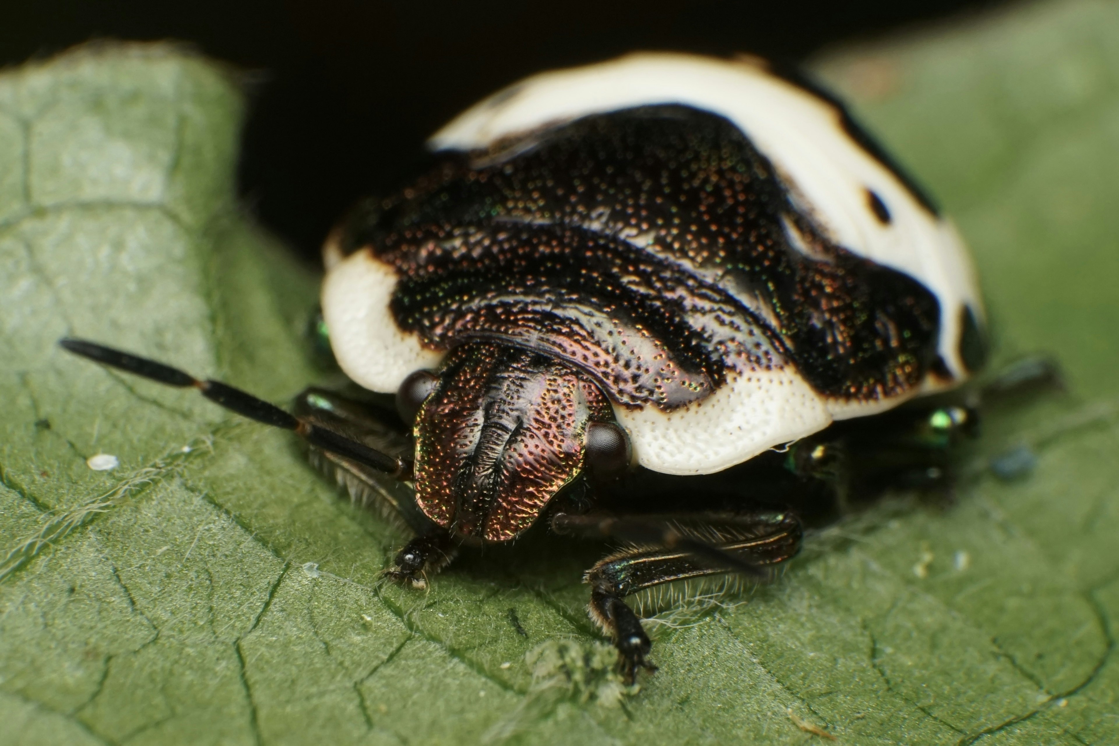 A black and white spotted beetle resting on a leaf