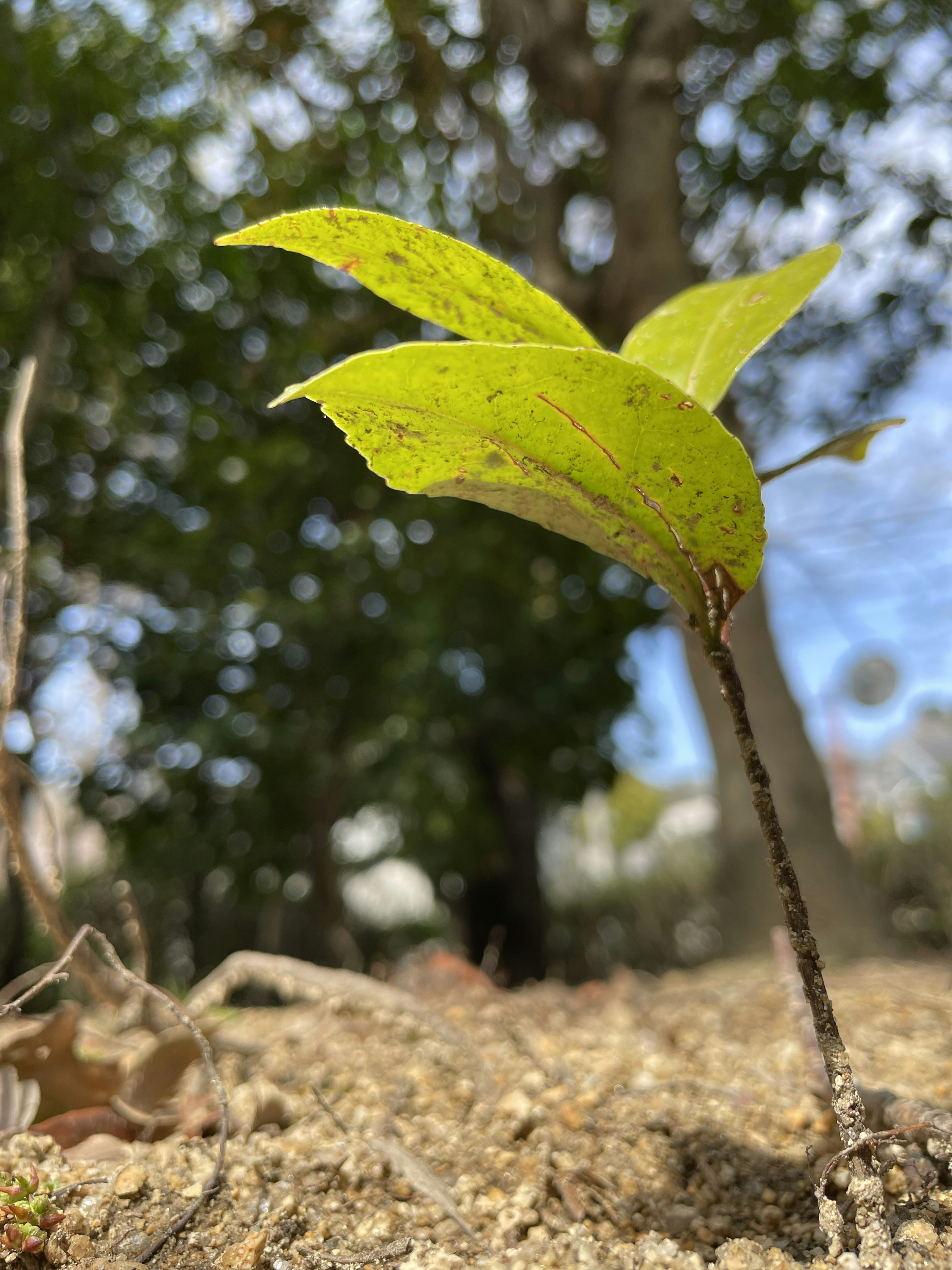 Small plant with green leaves growing on soil