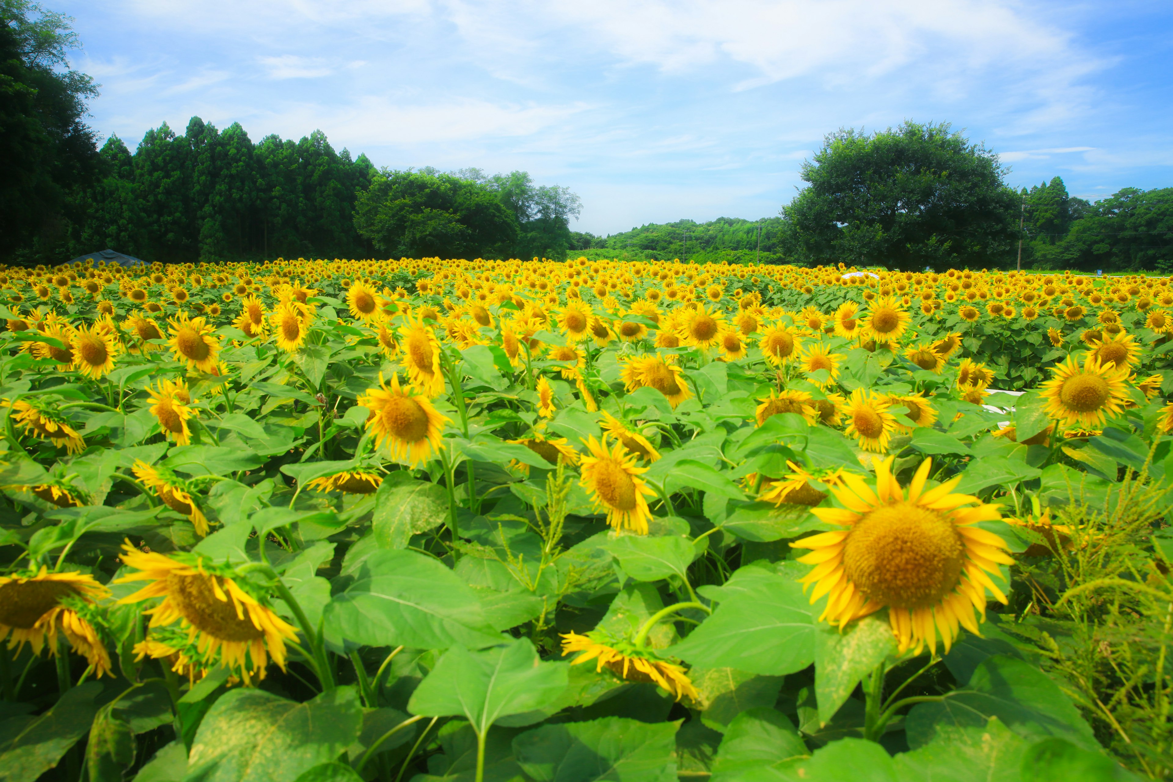 Weites Sonnenblumenfeld unter einem blauen Himmel