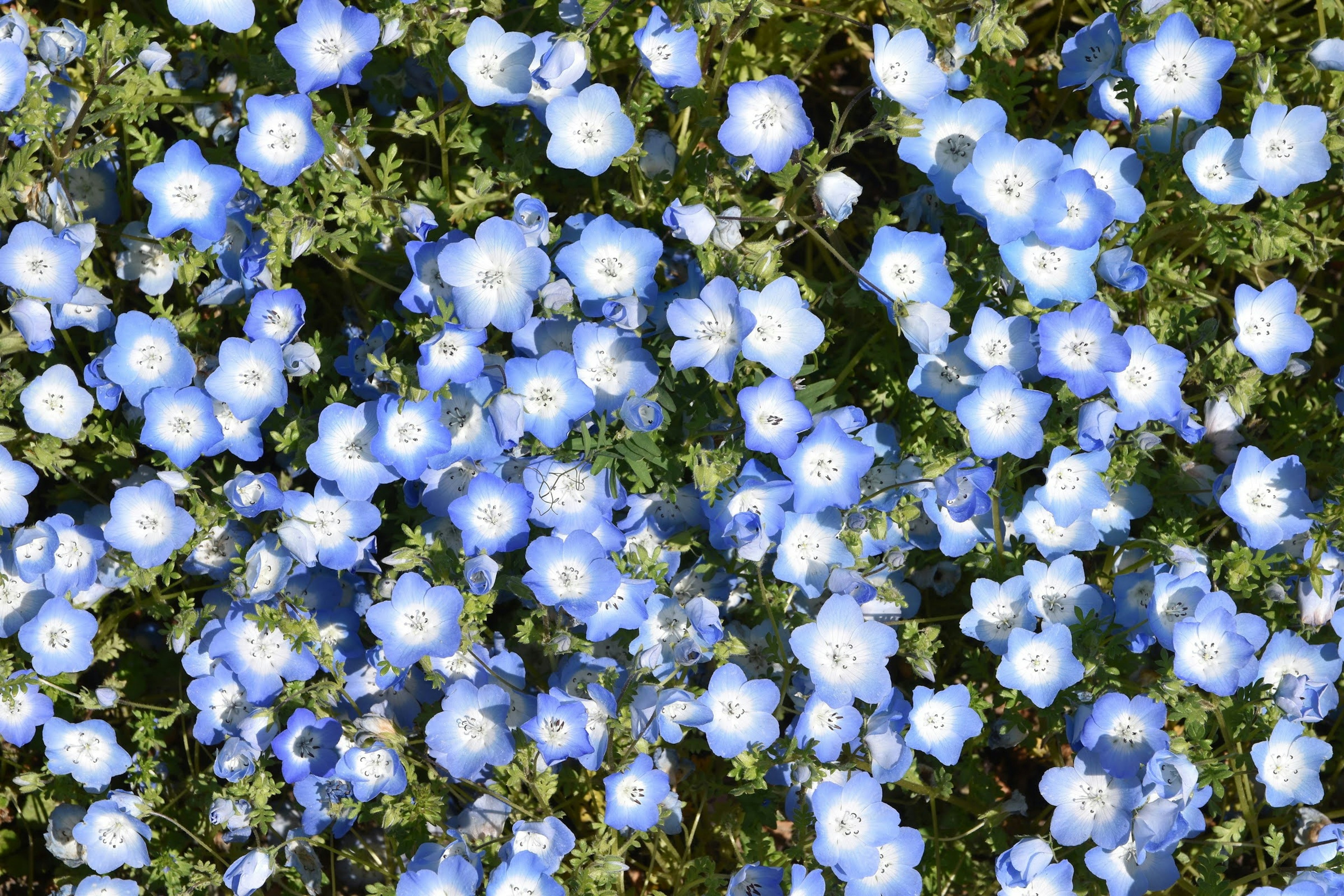 Un campo di fiori blu in piena fioritura