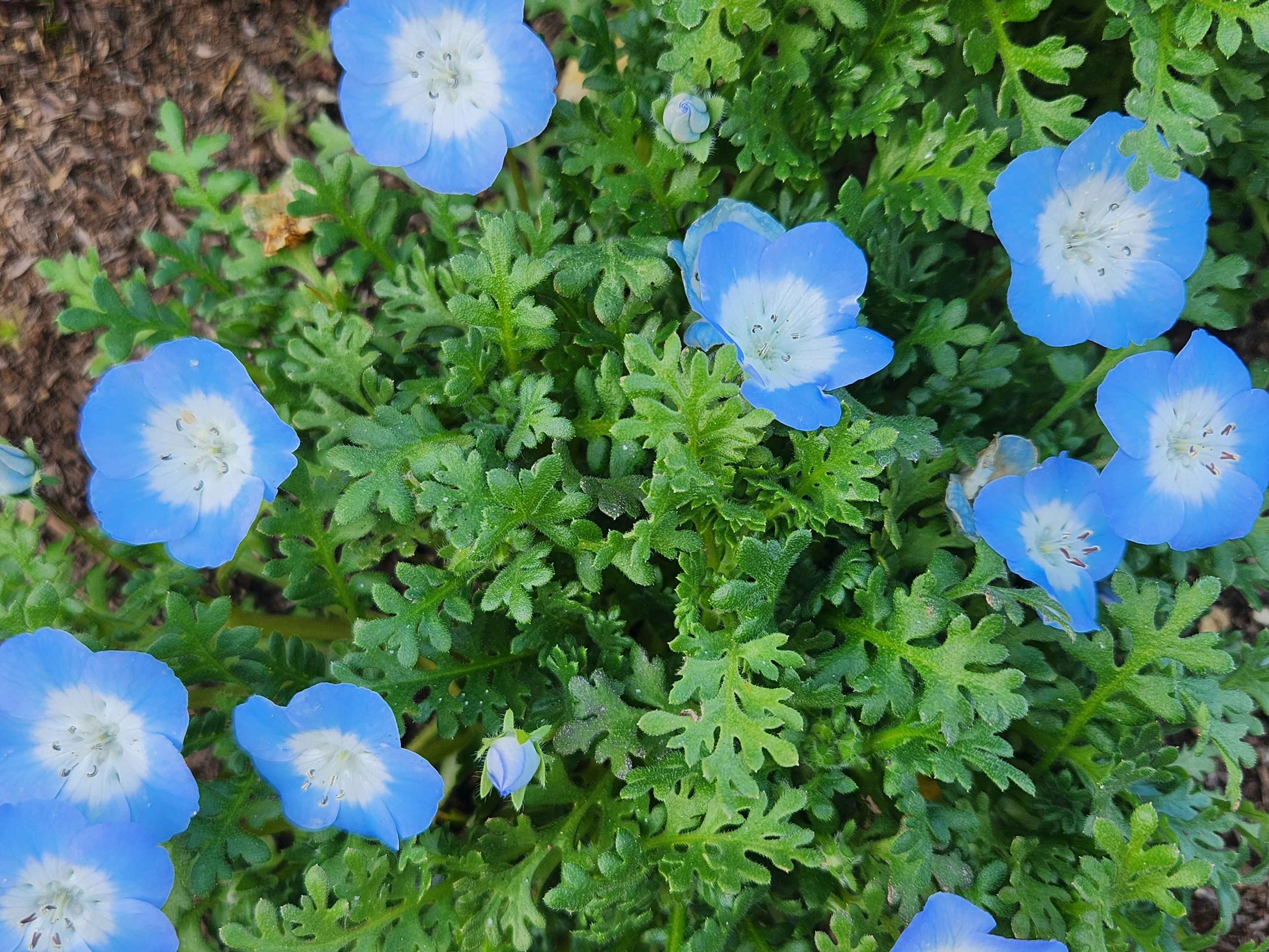 Vista superior de una planta con flores azules y hojas verdes