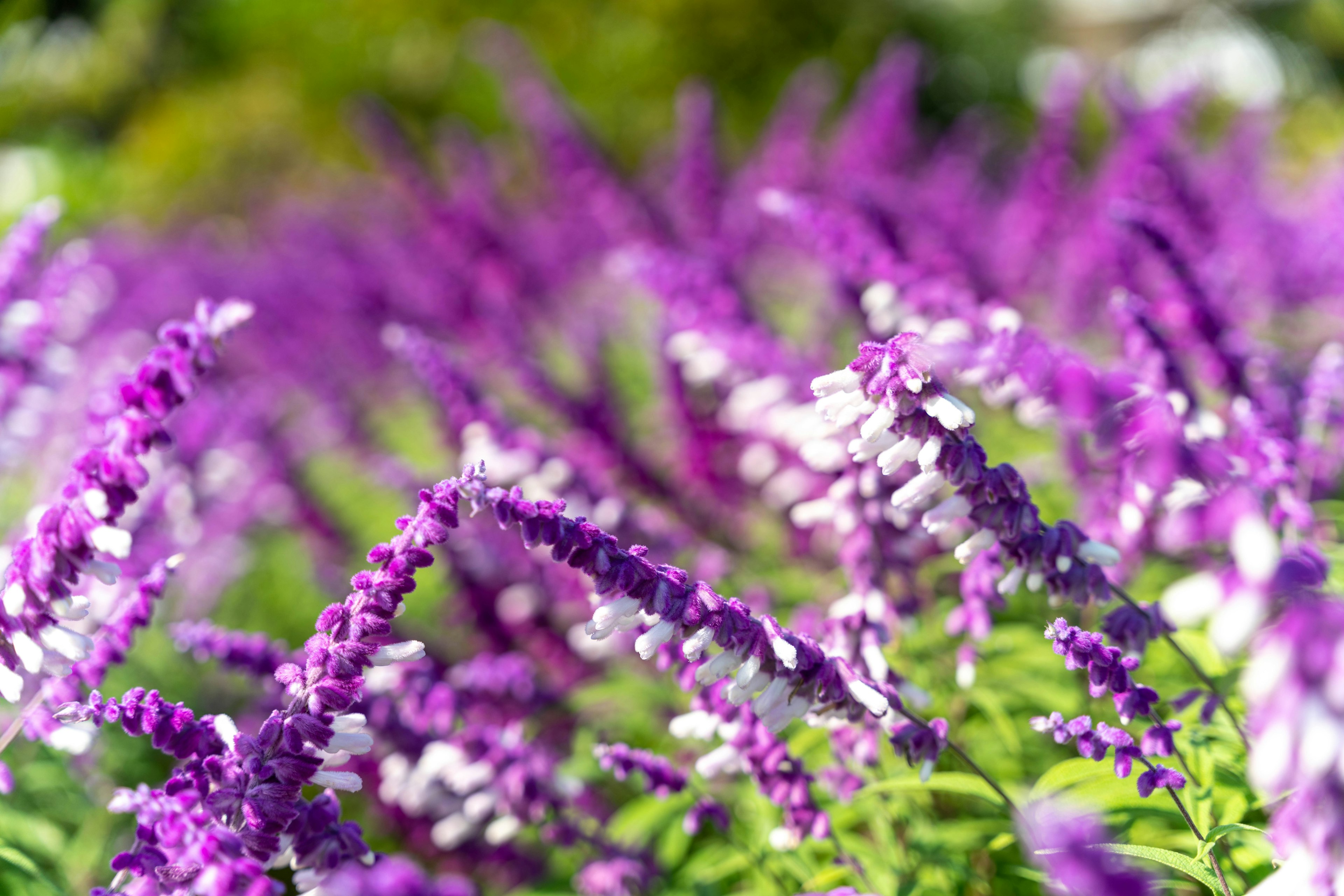 Champs de fleurs violettes avec feuillage vert en arrière-plan