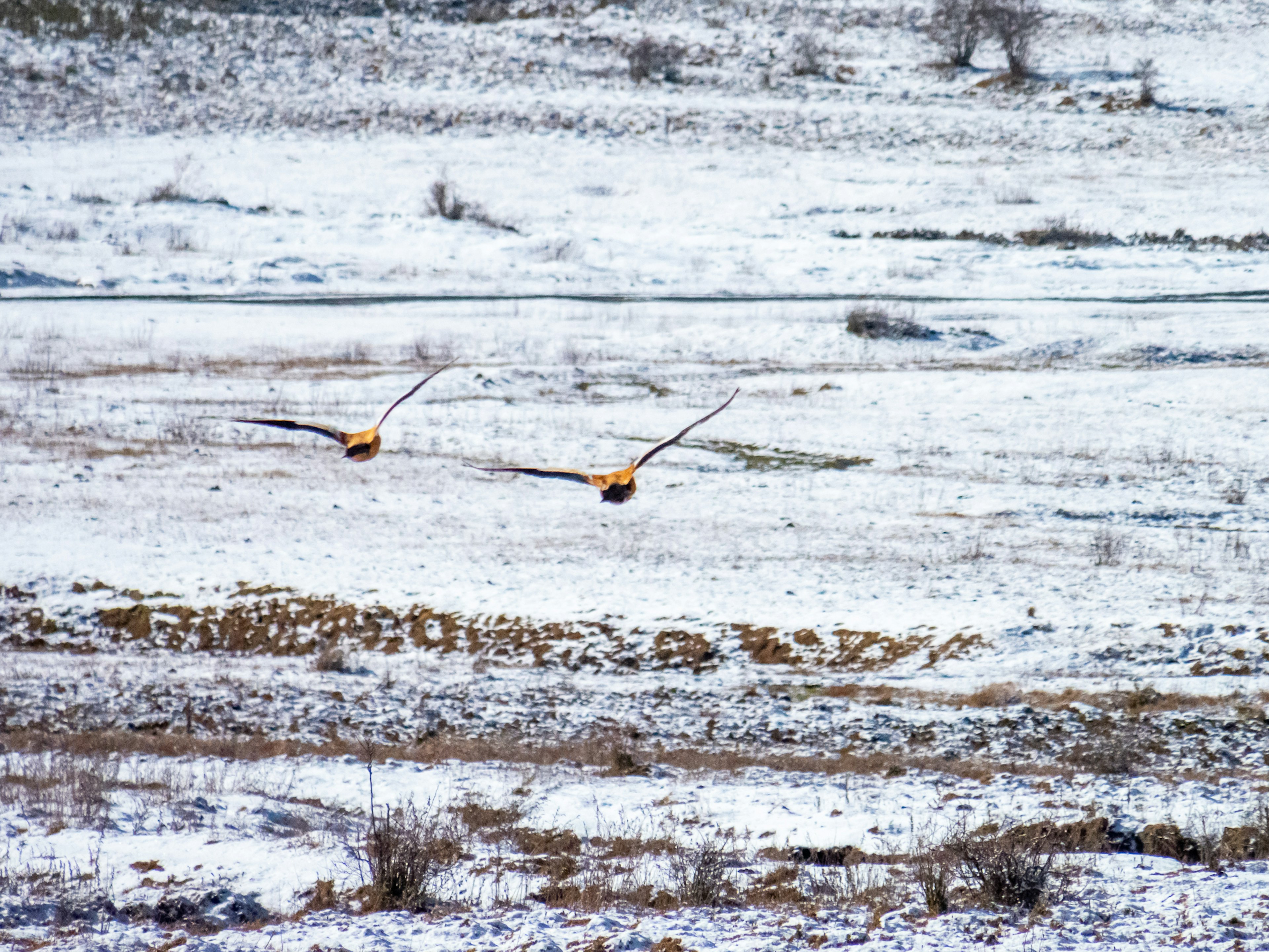 Deux oiseaux volant au-dessus d'une plaine enneigée