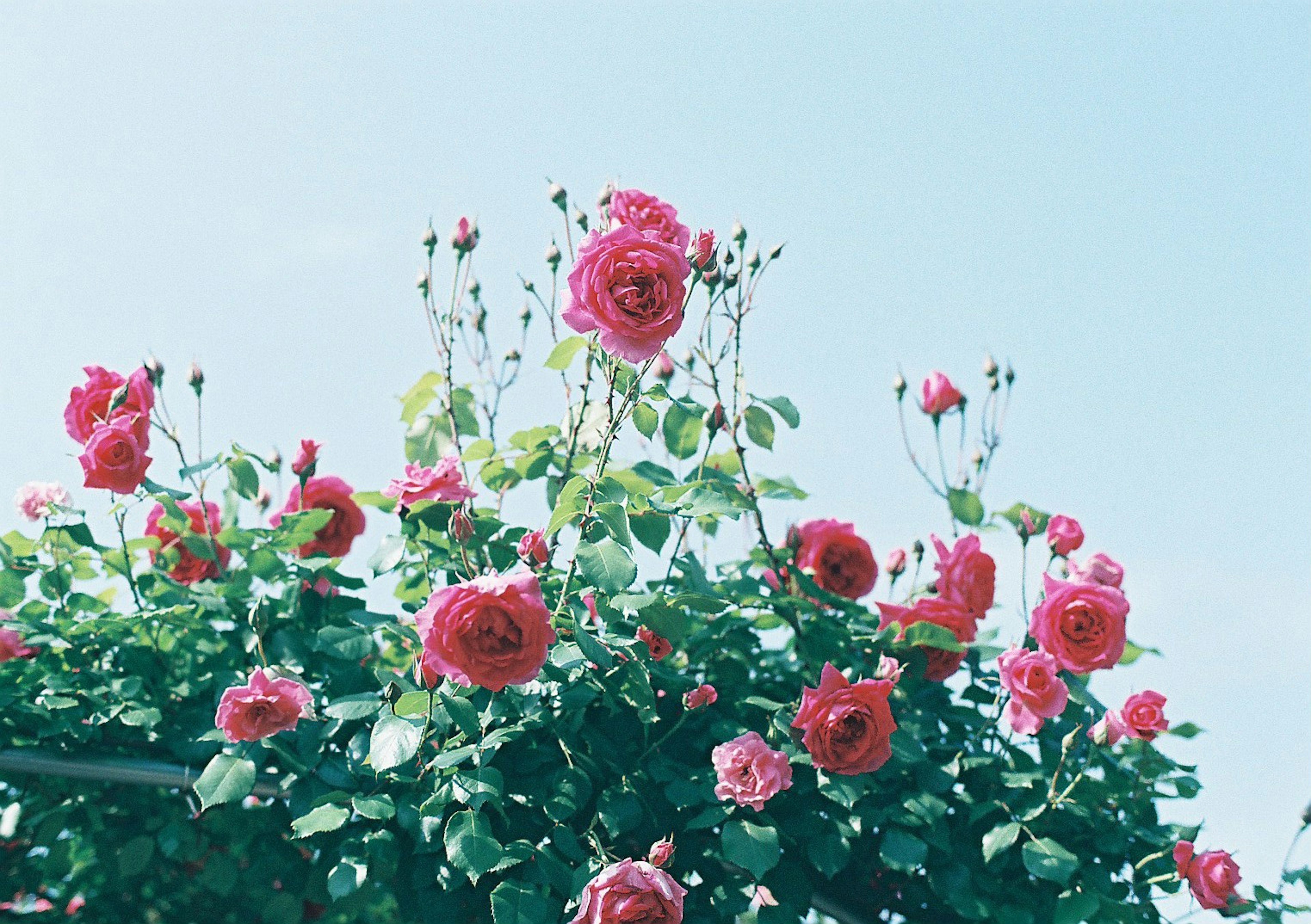 Rose rosa che fioriscono sotto un cielo blu chiaro