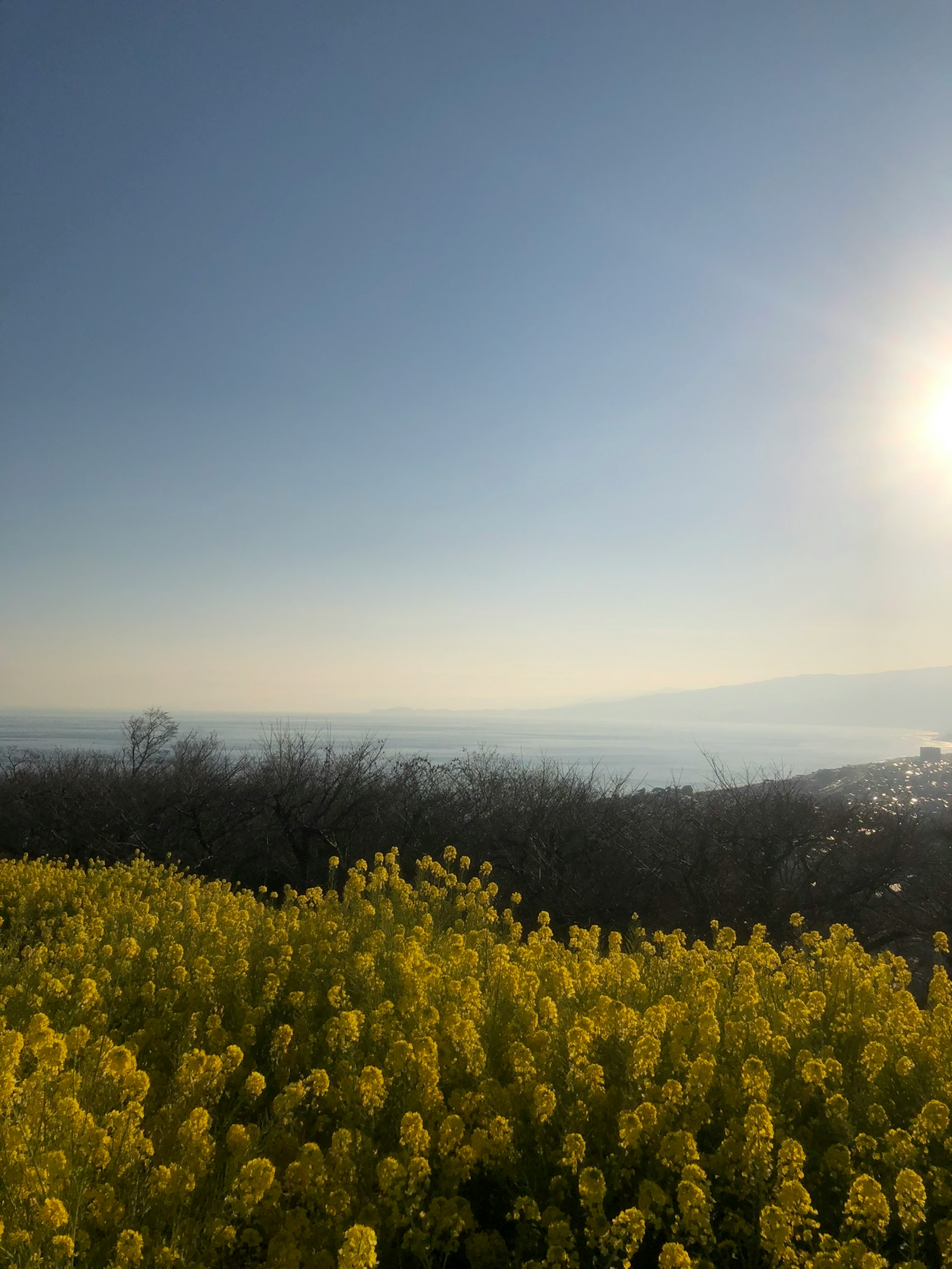 Un paisaje hermoso con un cielo azul brillante y luz solar iluminando un campo de flores amarillas