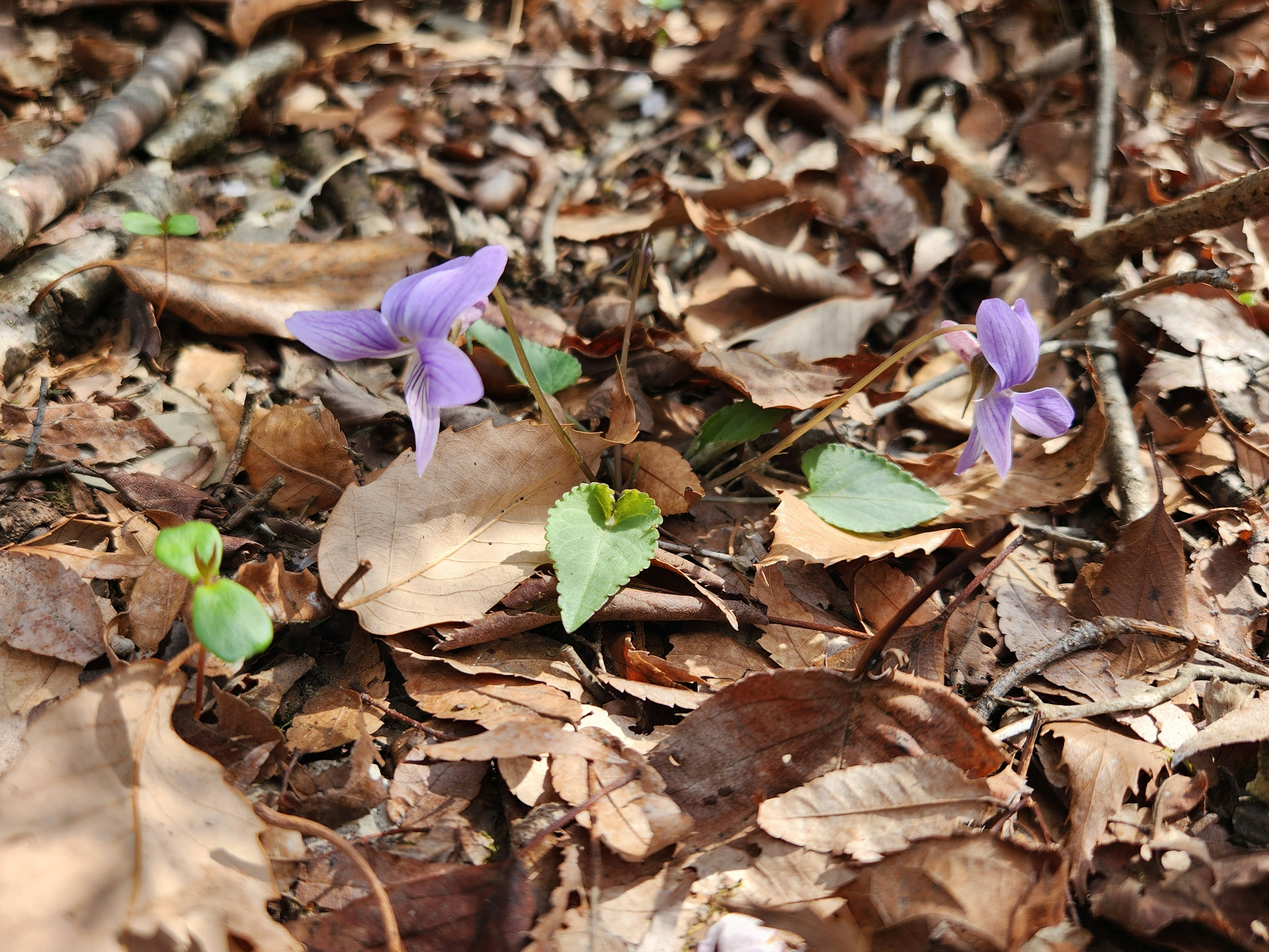 Purple flowers and green leaves among fallen leaves in a natural setting