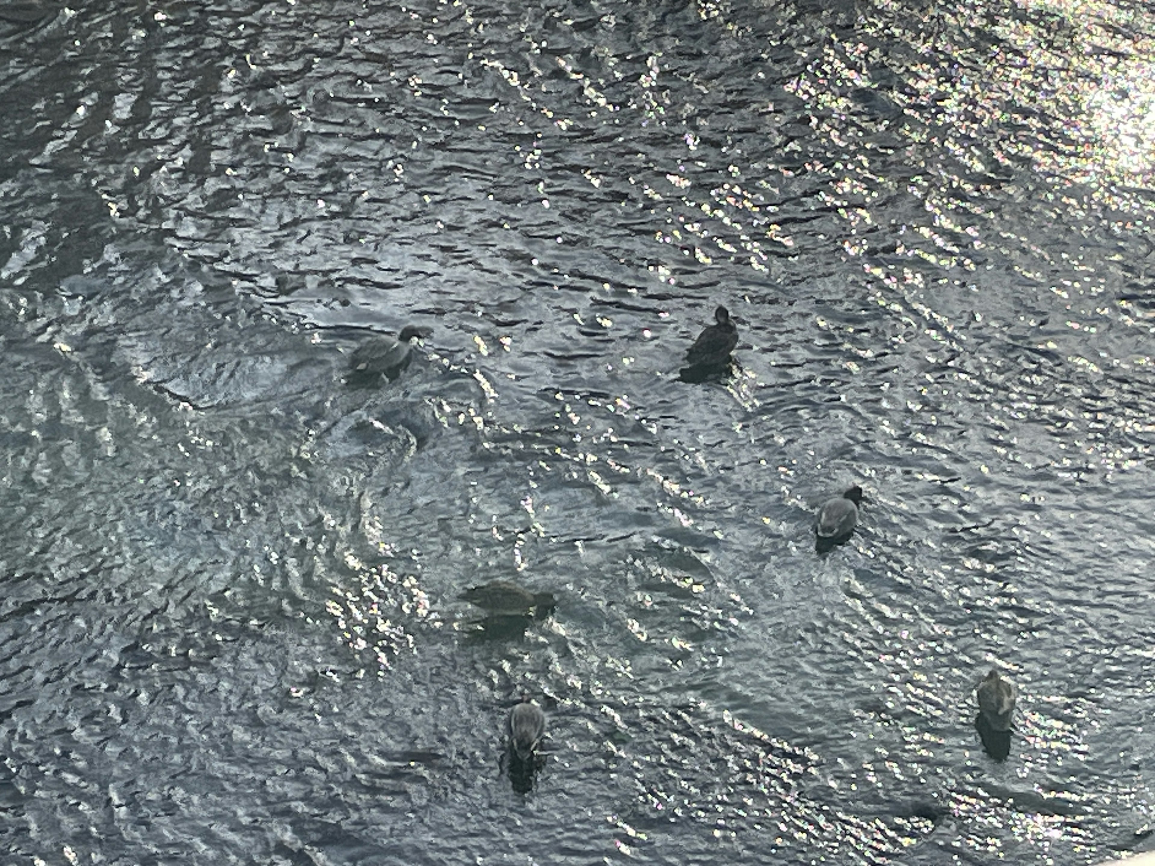 Several ducks floating on the water surface