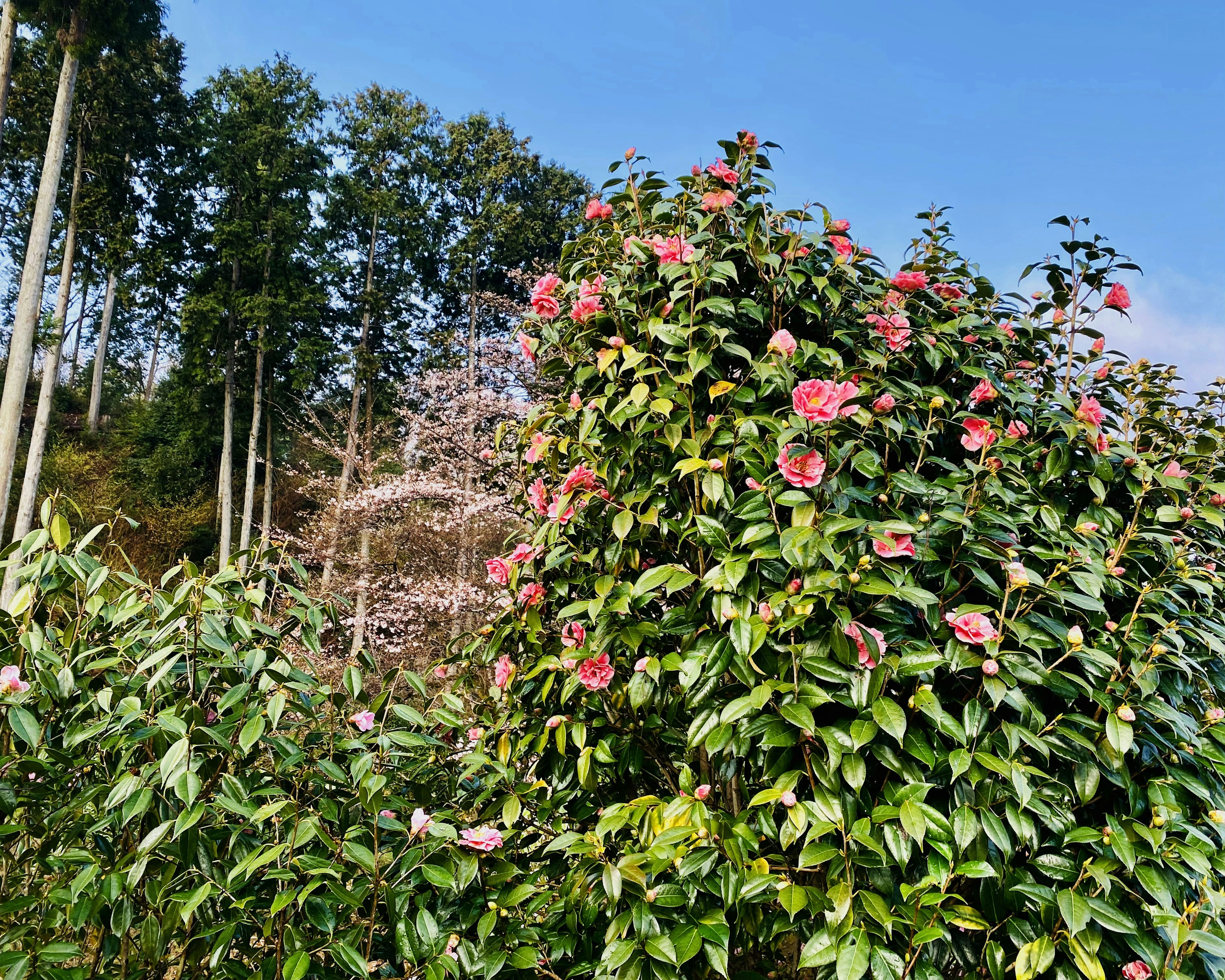 Plantes vertes luxuriantes avec des fleurs roses sous un ciel bleu et des arbres en arrière-plan