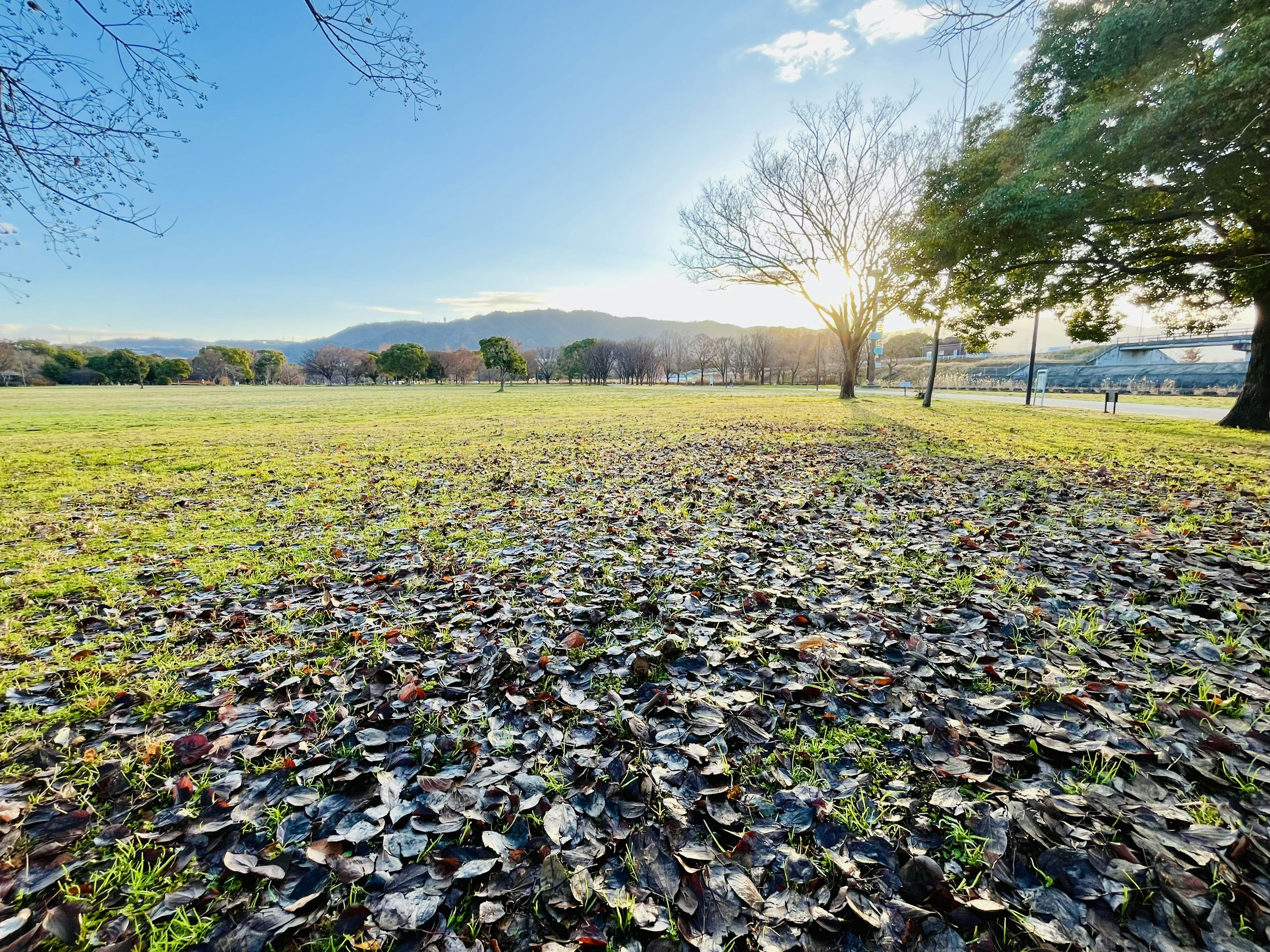 Expansive grassland with fallen leaves and mountains in the background under a clear blue sky