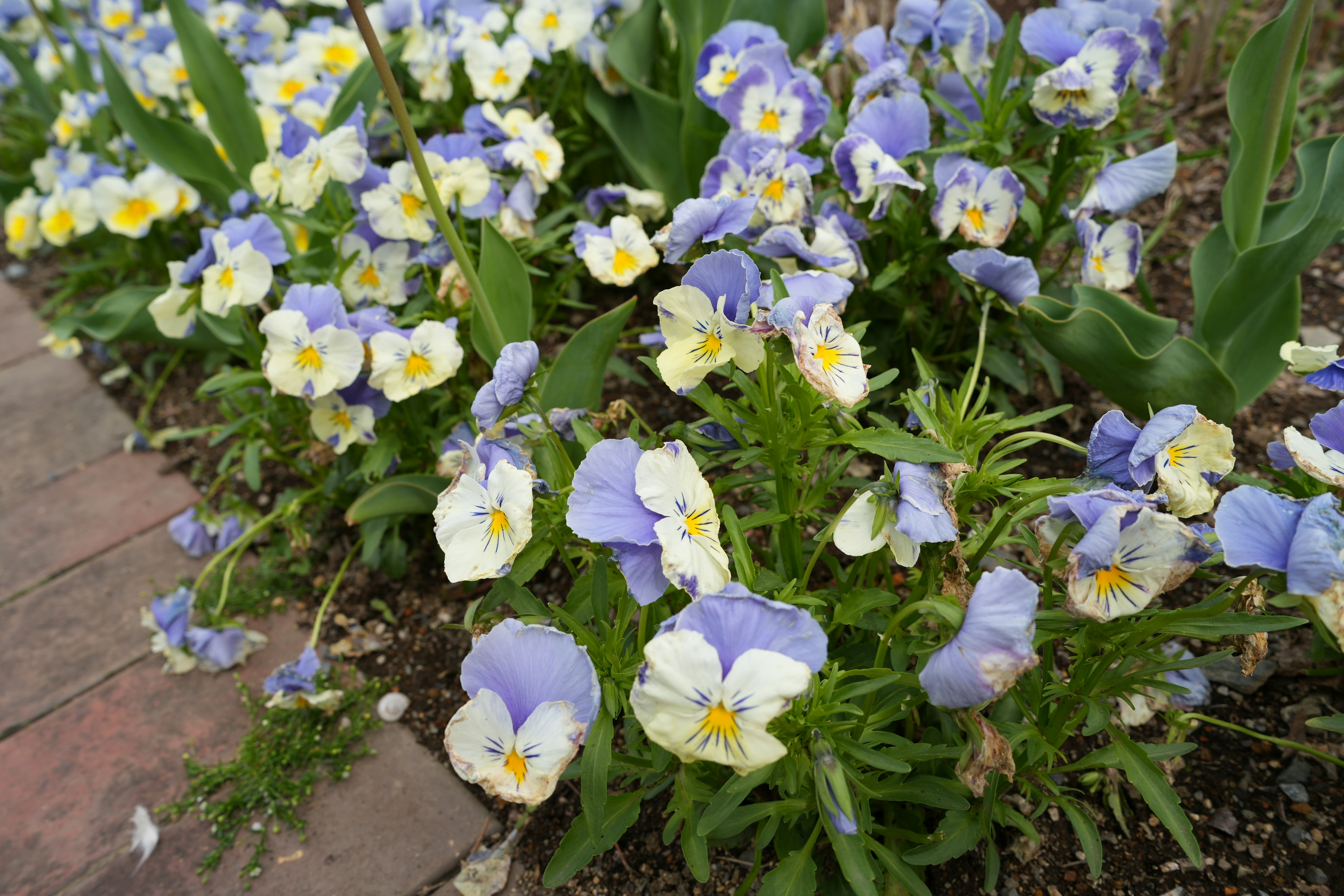 Una escena de jardín con flores de pensamiento moradas y blancas