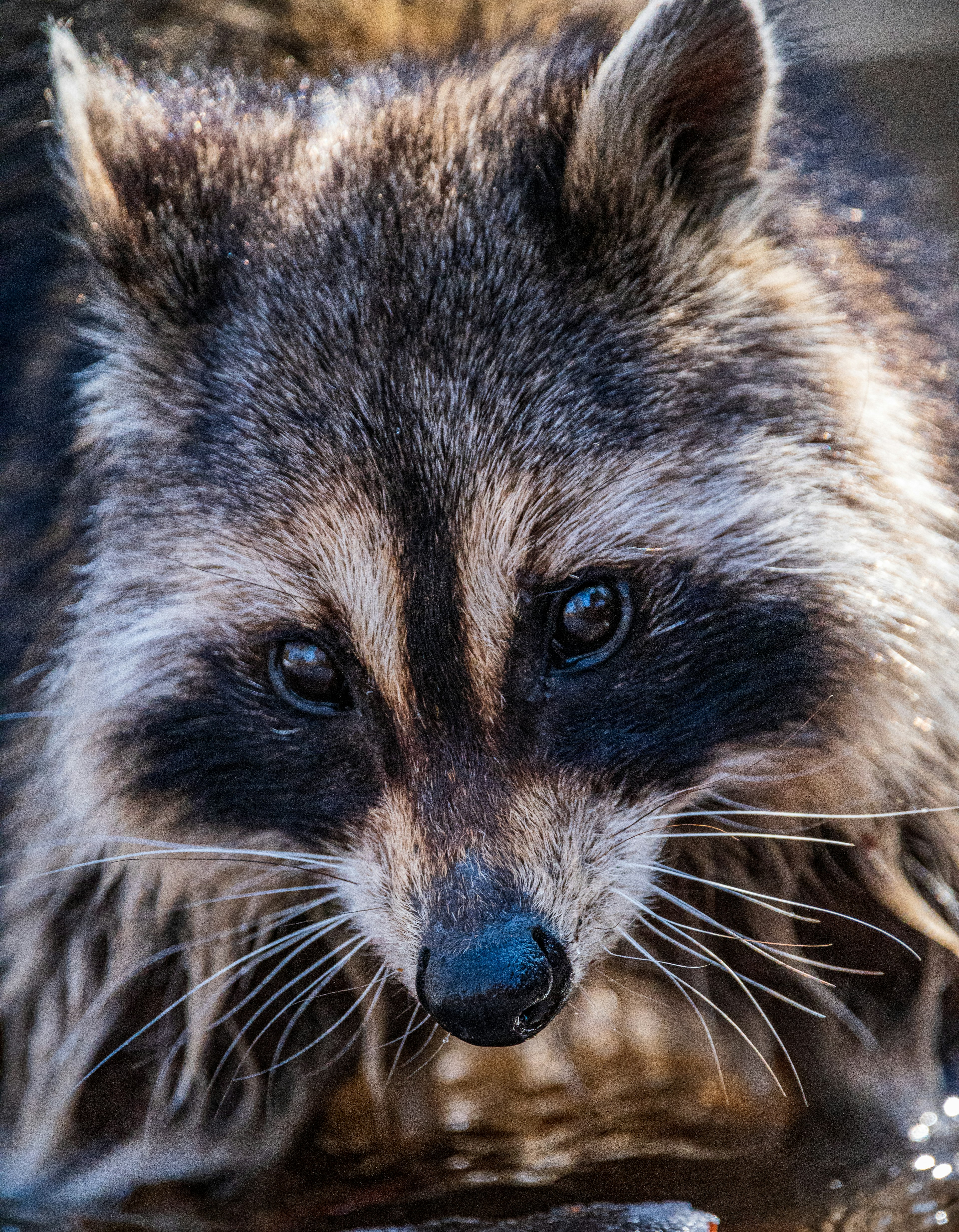 Close-up of a raccoon face with short fur and distinctive eyes