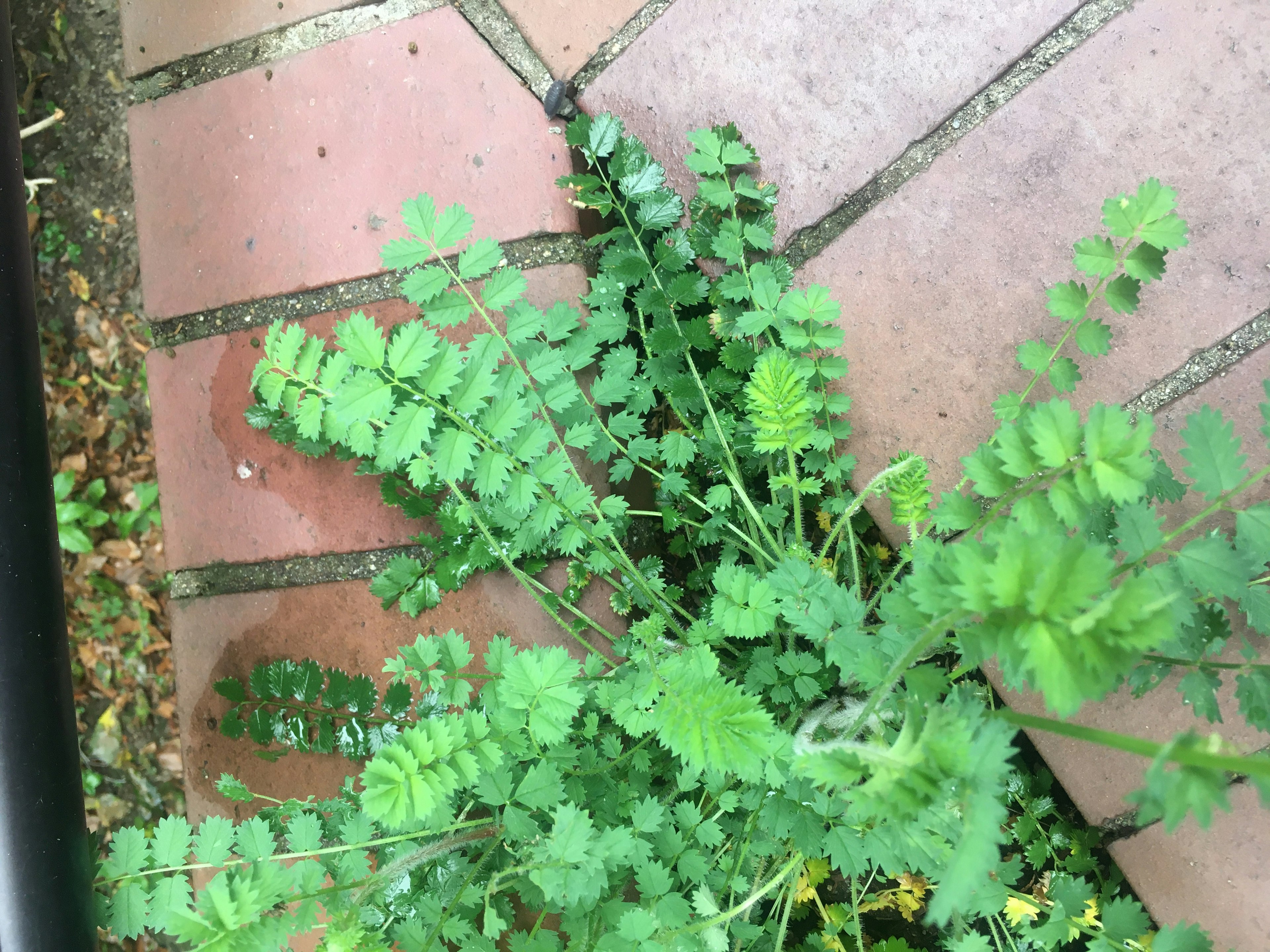 Overhead view of a lush green plant with delicate leaves