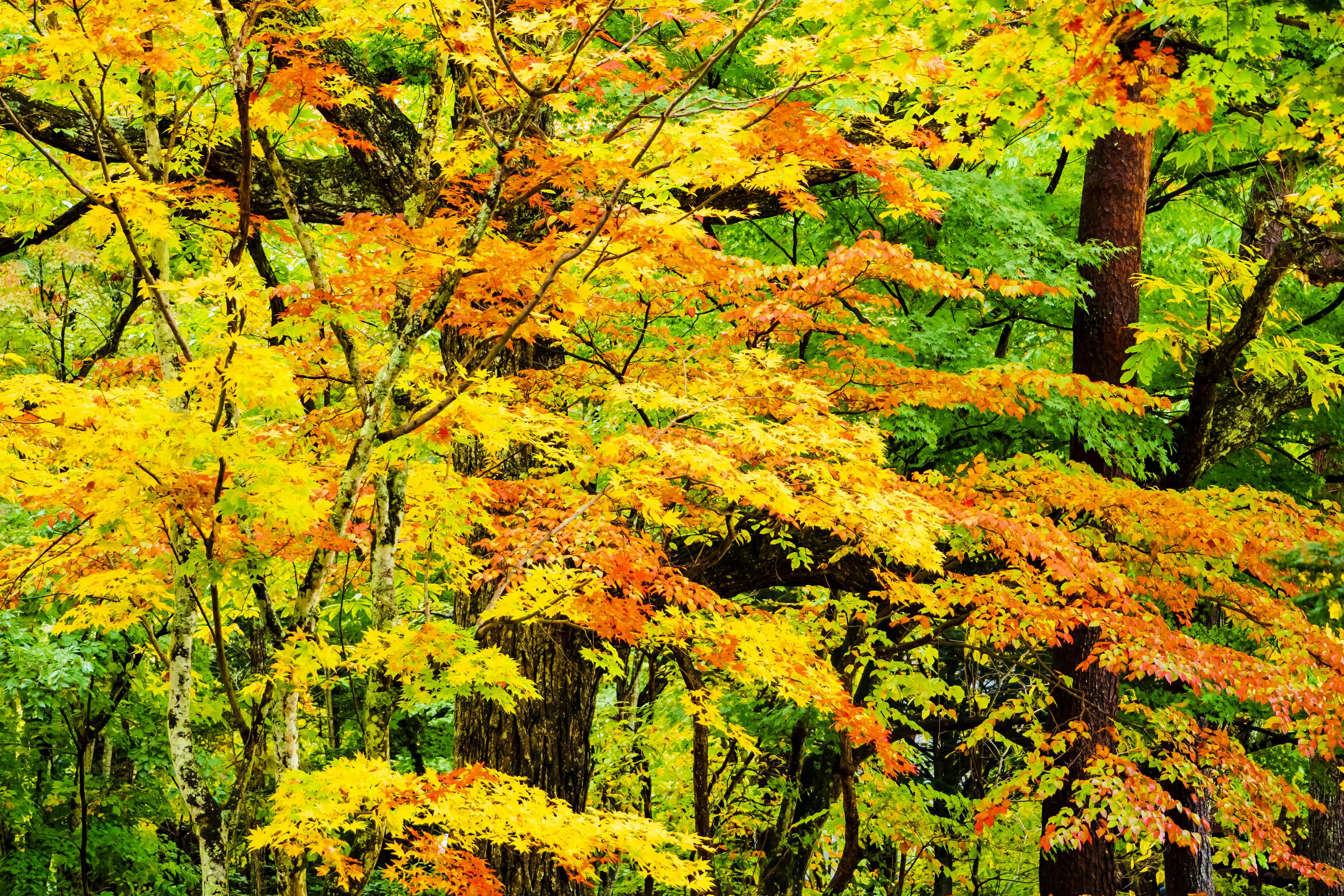 Vibrant yellow and orange leaves spread across an autumn forest