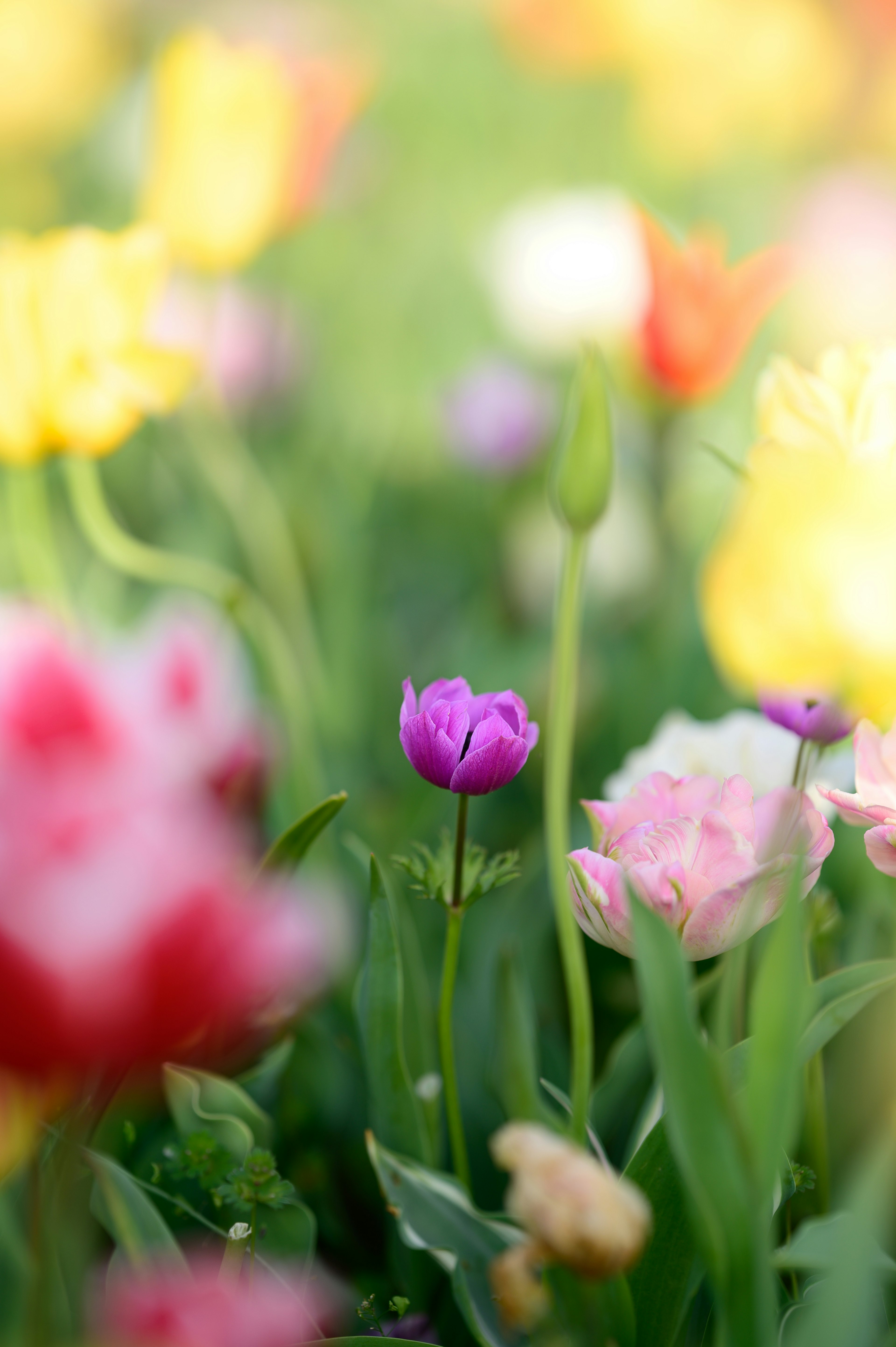 色とりどりのチューリップが咲く中で一つの紫色のチューリップが目立つ花畑