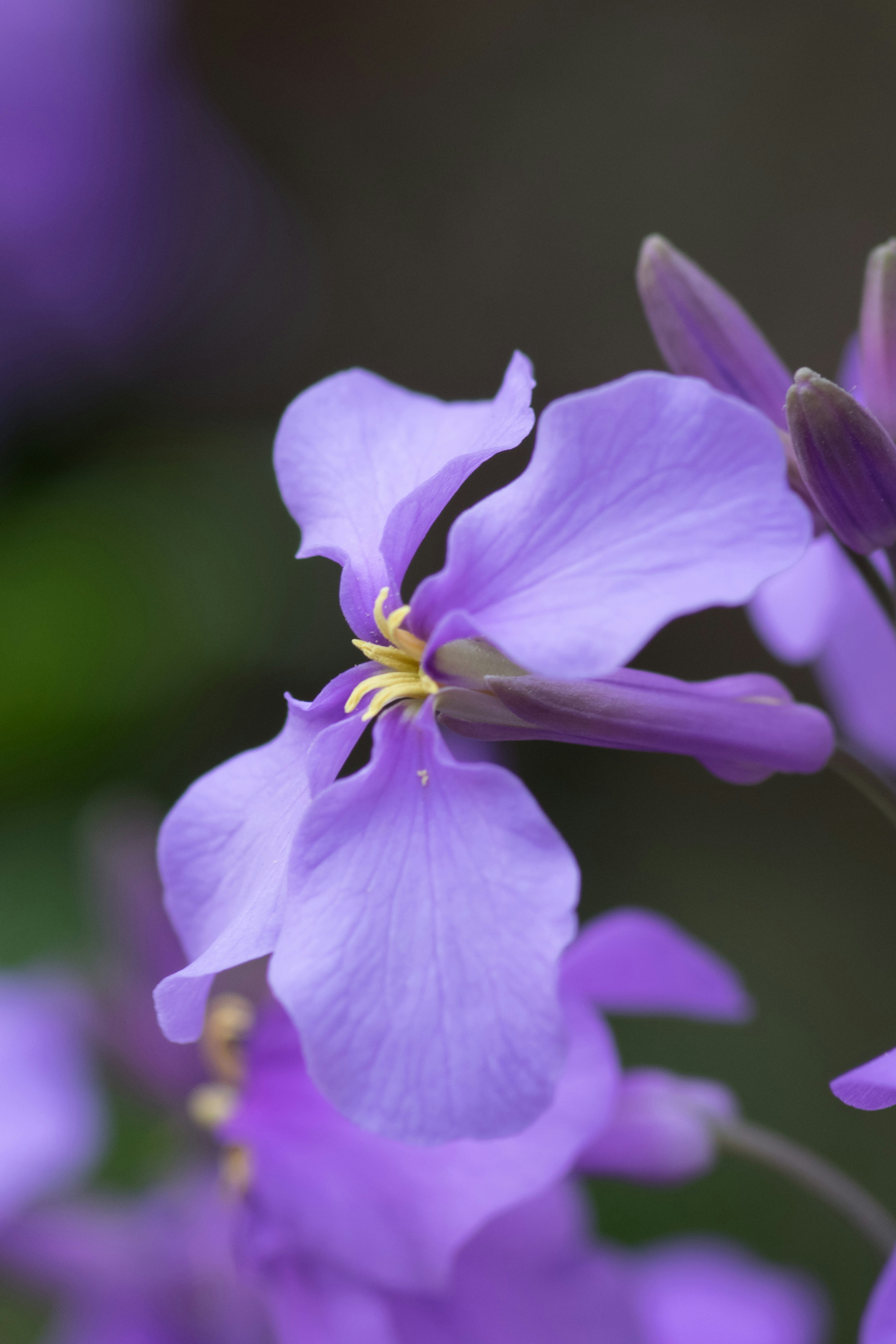 紫色の花のクローズアップで、花びらと黄色い雄しべが目立つ