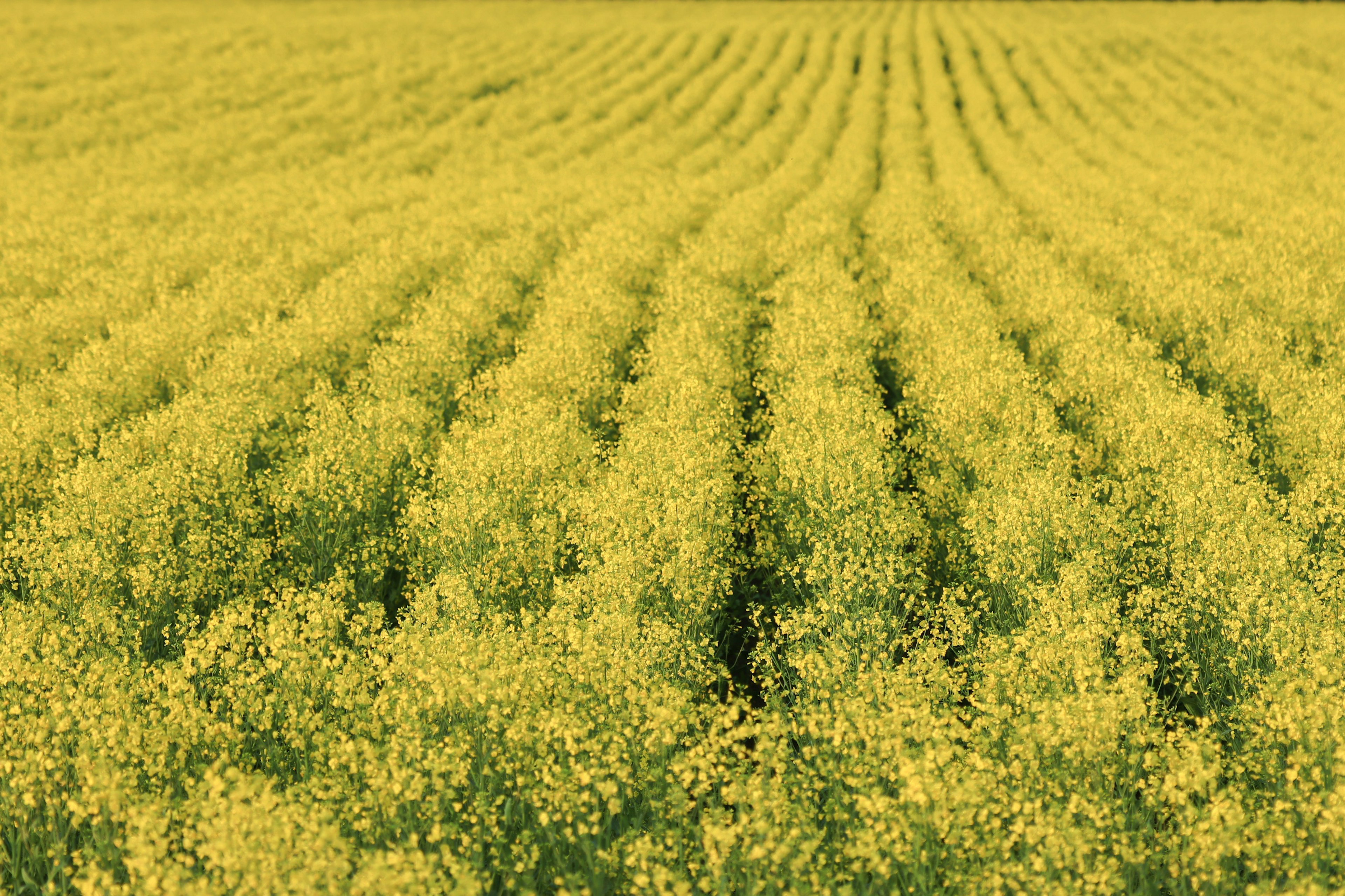 A vast field of yellow canola flowers with rows of plants