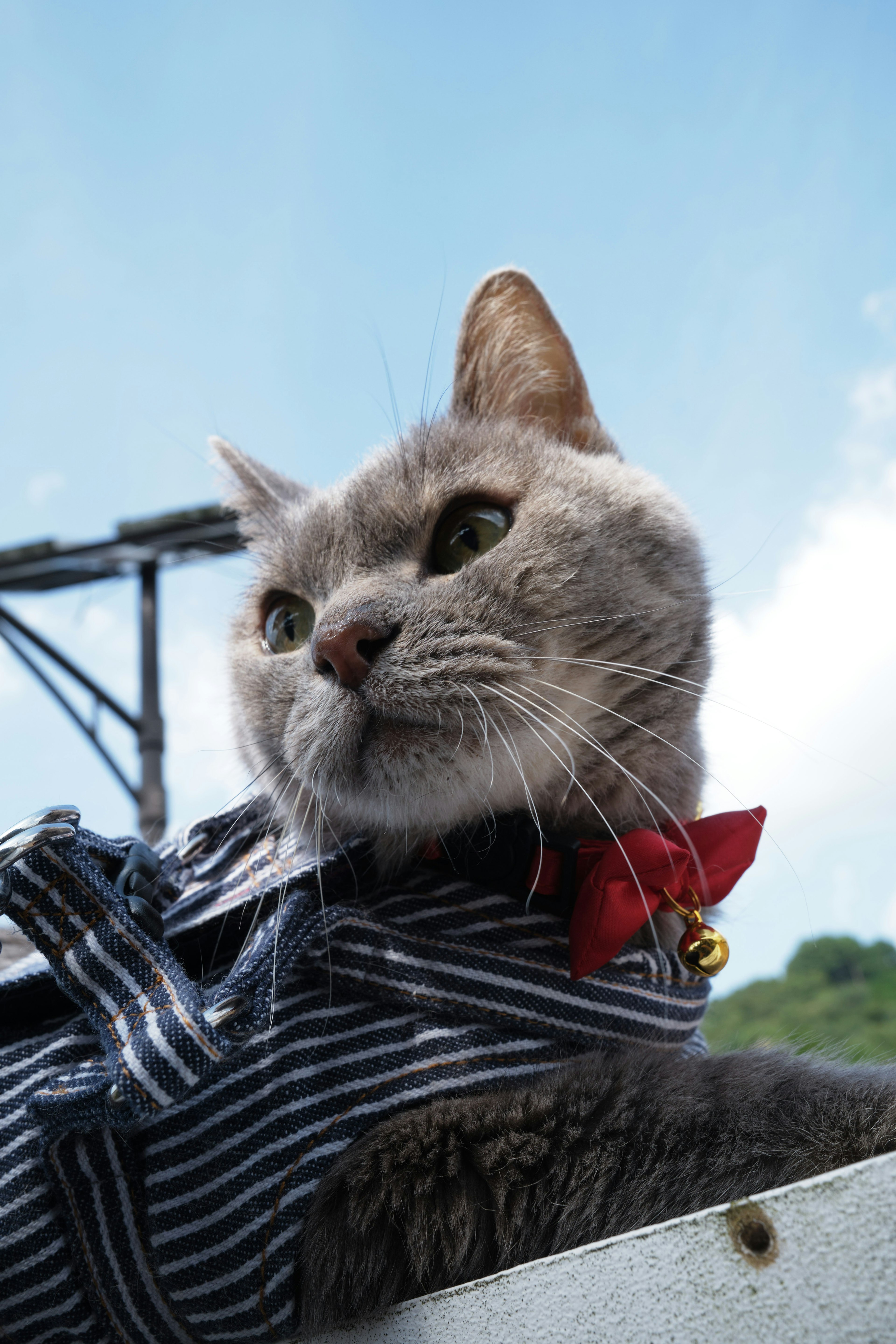 Un gato con una camisa a rayas y un pañuelo rojo