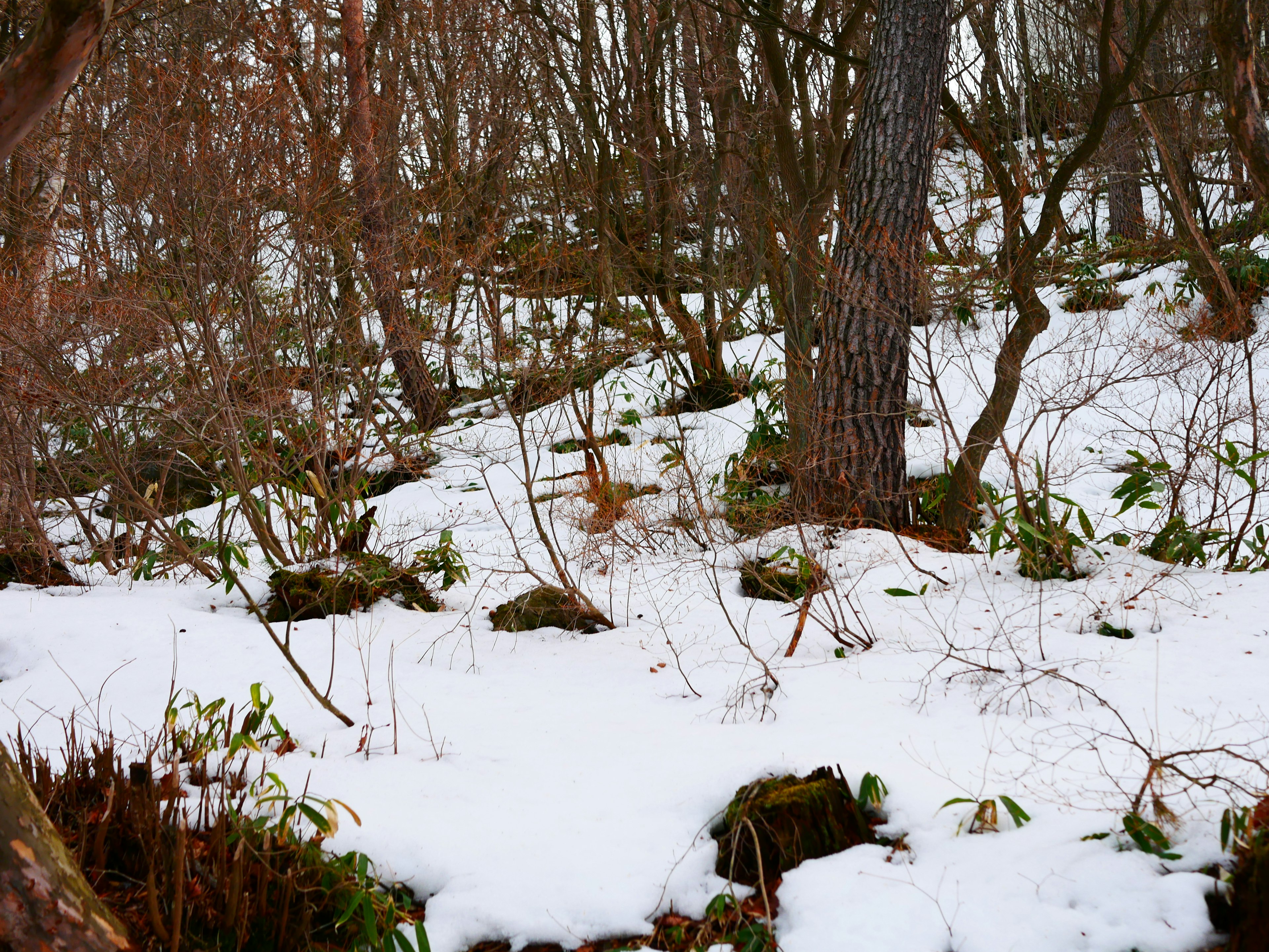 Scène forestière recouverte de neige avec des arbres visibles