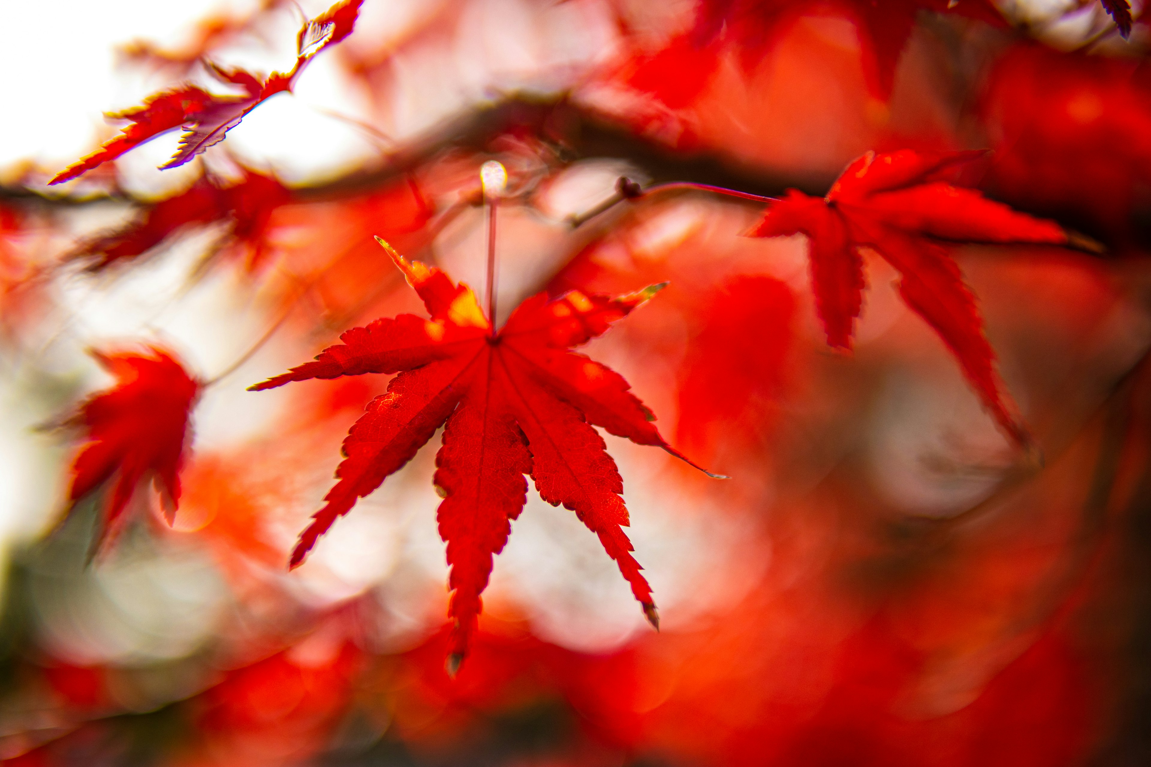 Gros plan sur des feuilles d'érable rouges vives sur une branche