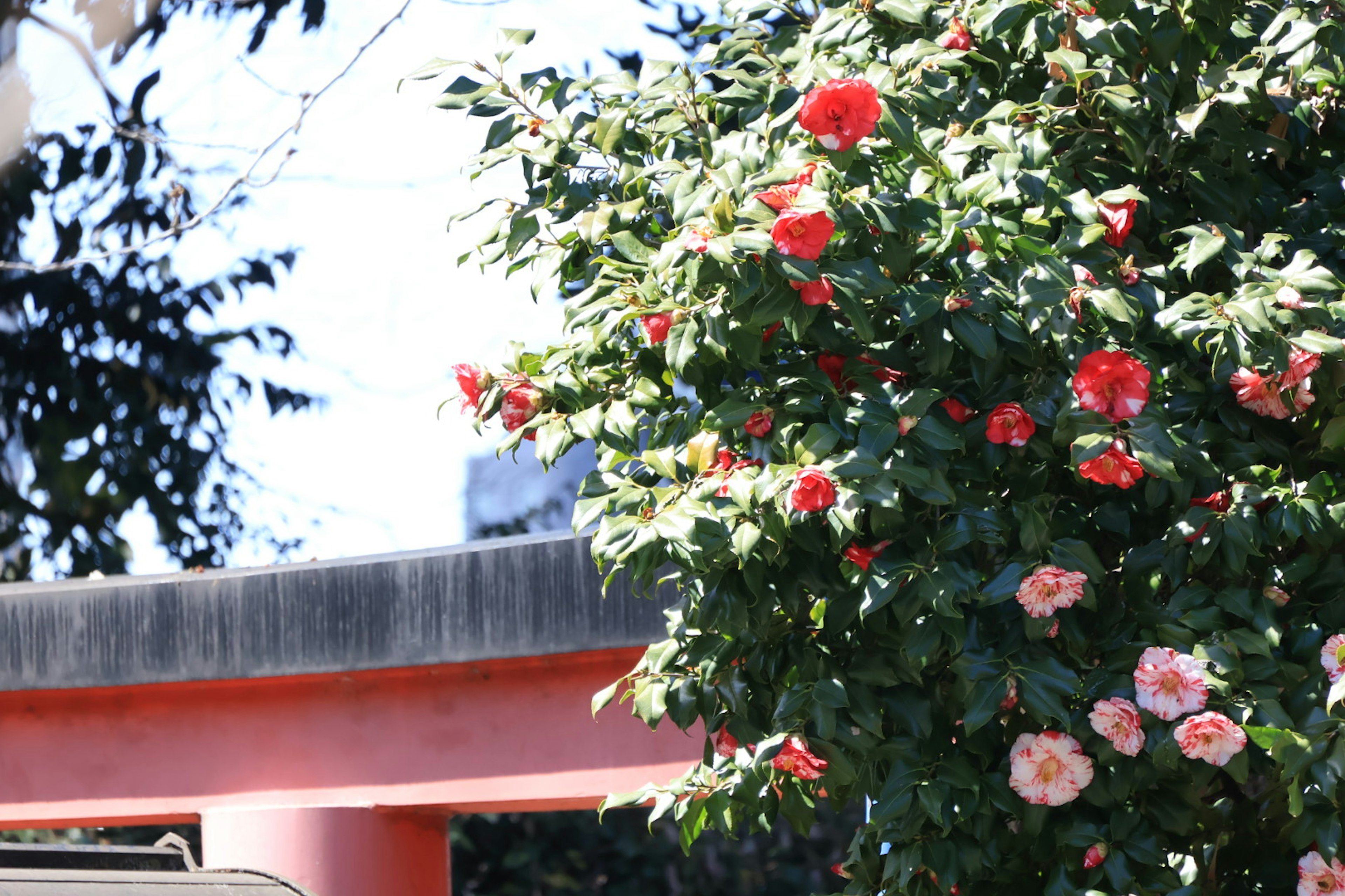 Árbol con flores rojas y rosas al lado de una puerta torii roja