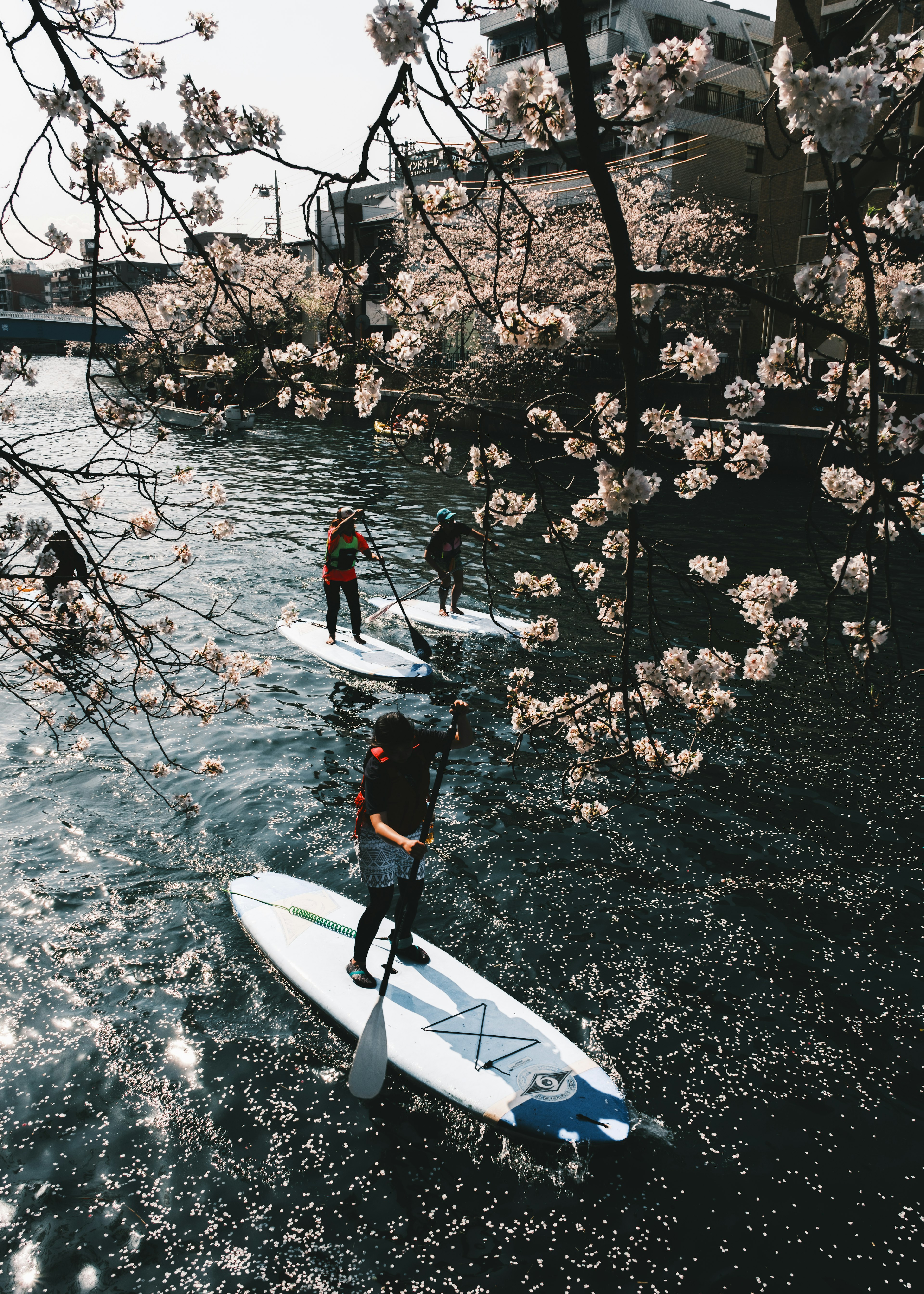 People enjoying stand-up paddleboarding on a river with blooming cherry blossoms