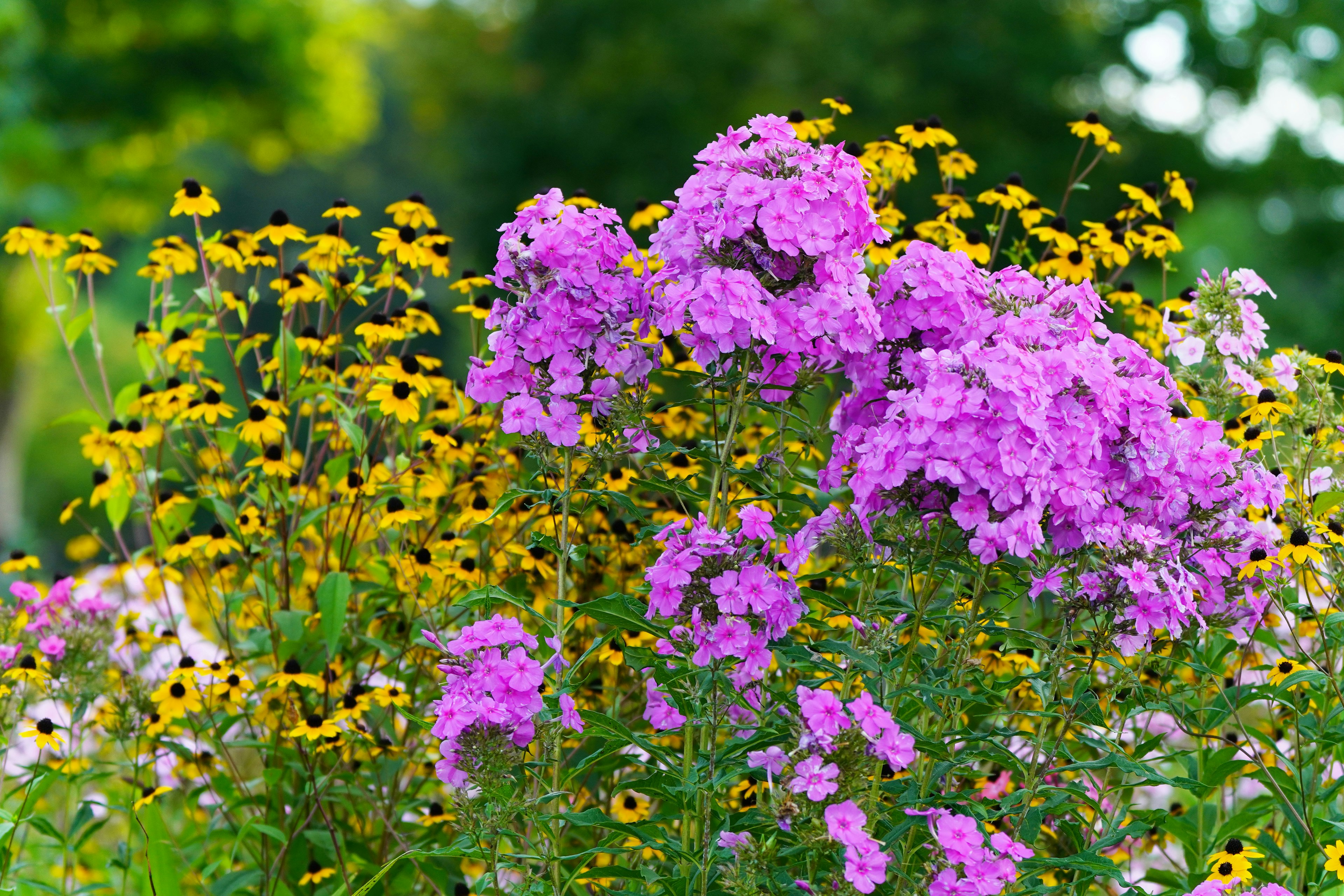 Cảnh vườn sống động với cụm phlox tím và hoa cúc vàng đang nở