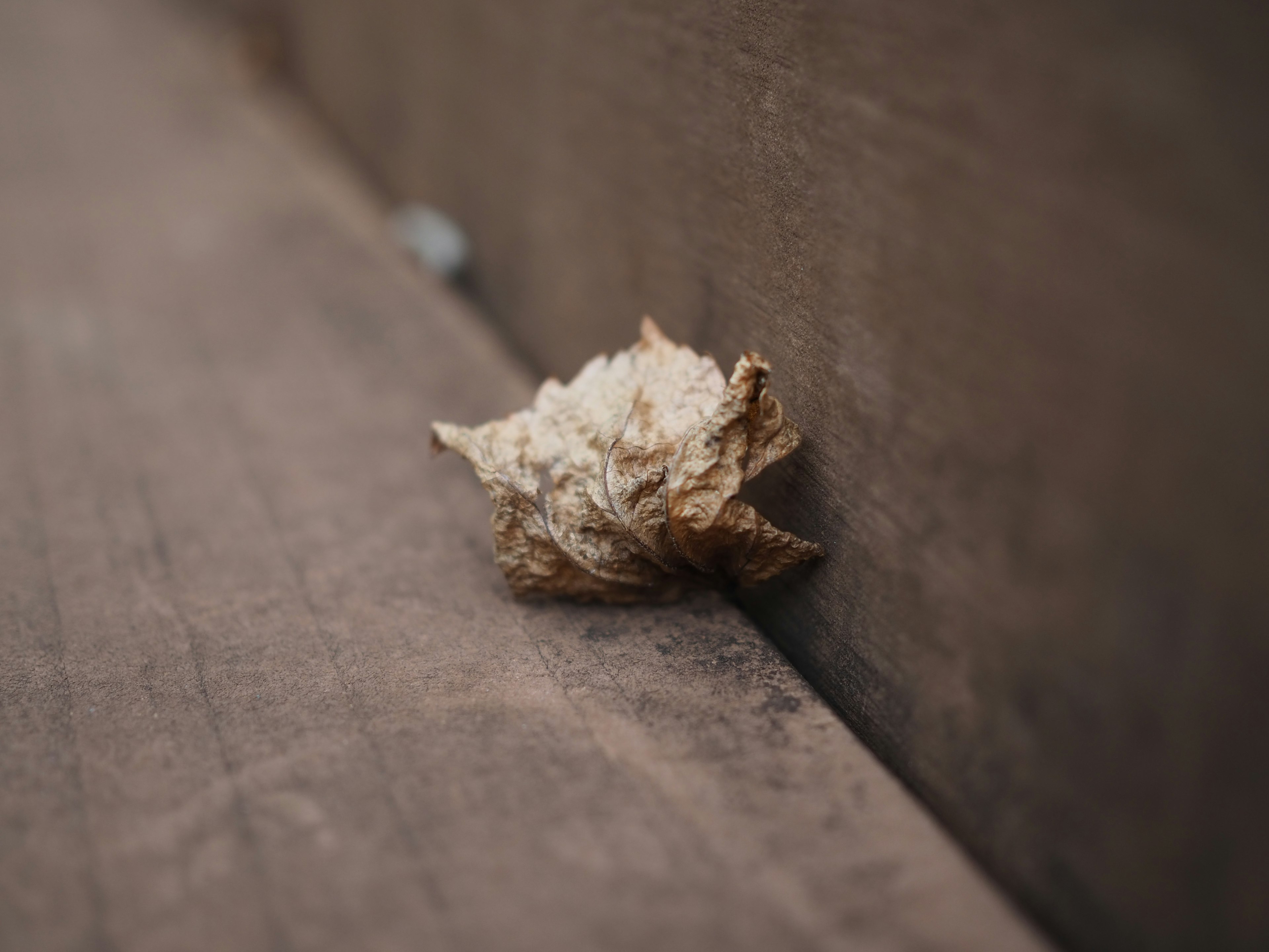 A dried leaf-like object resting on a wooden surface