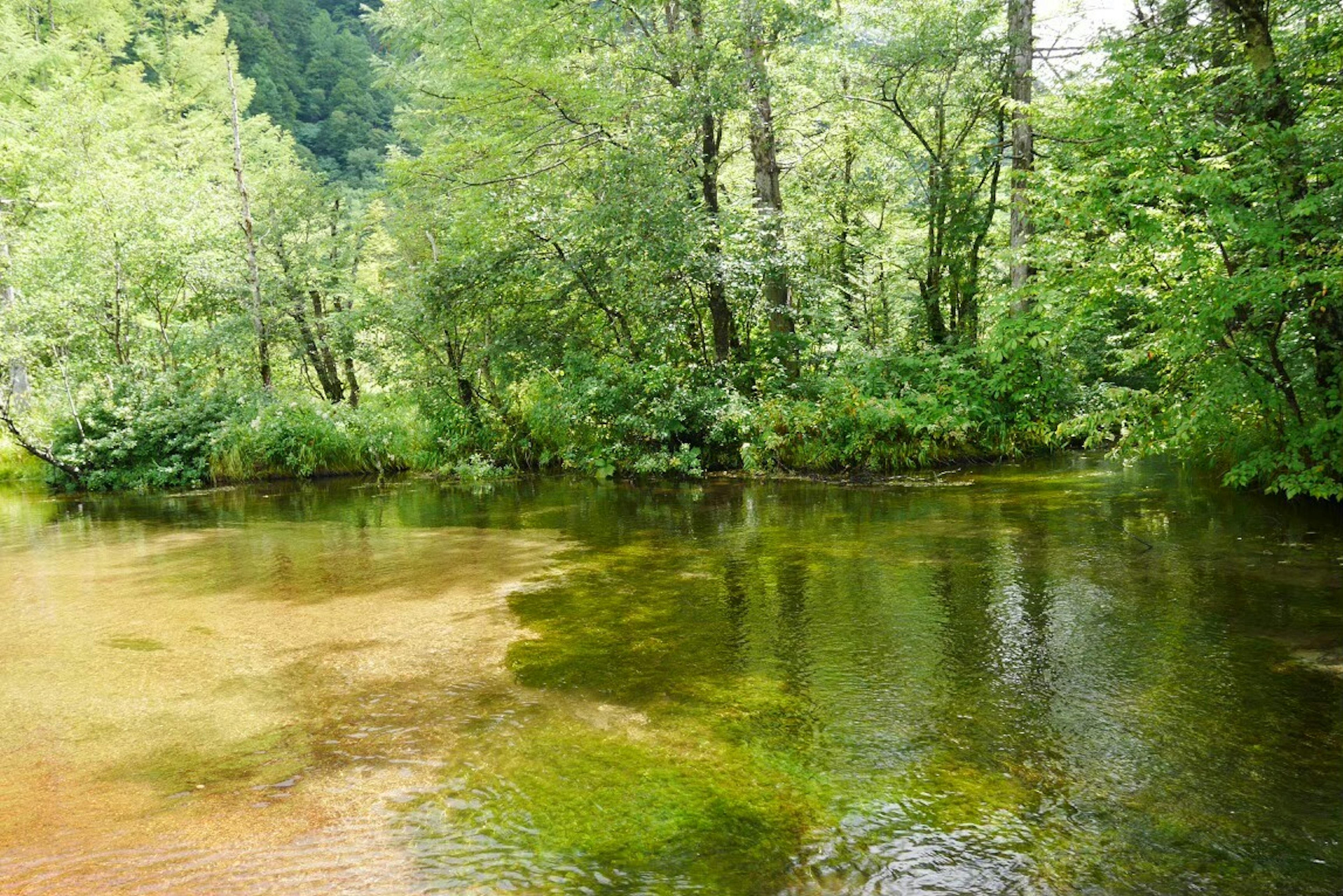 Río tranquilo que fluye entre árboles verdes