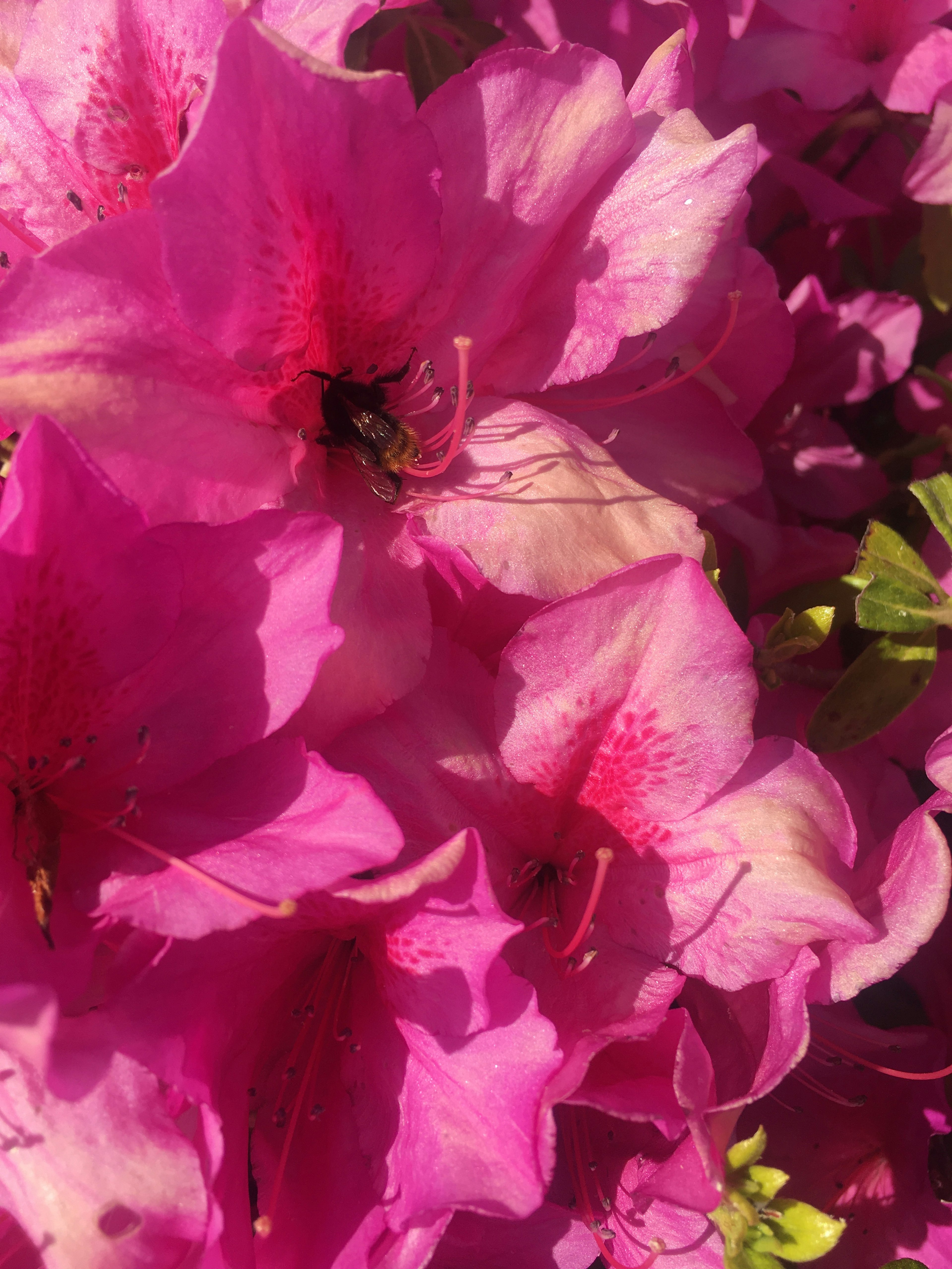 鮮やかなピンクの花が咲くツツジのクローズアップ