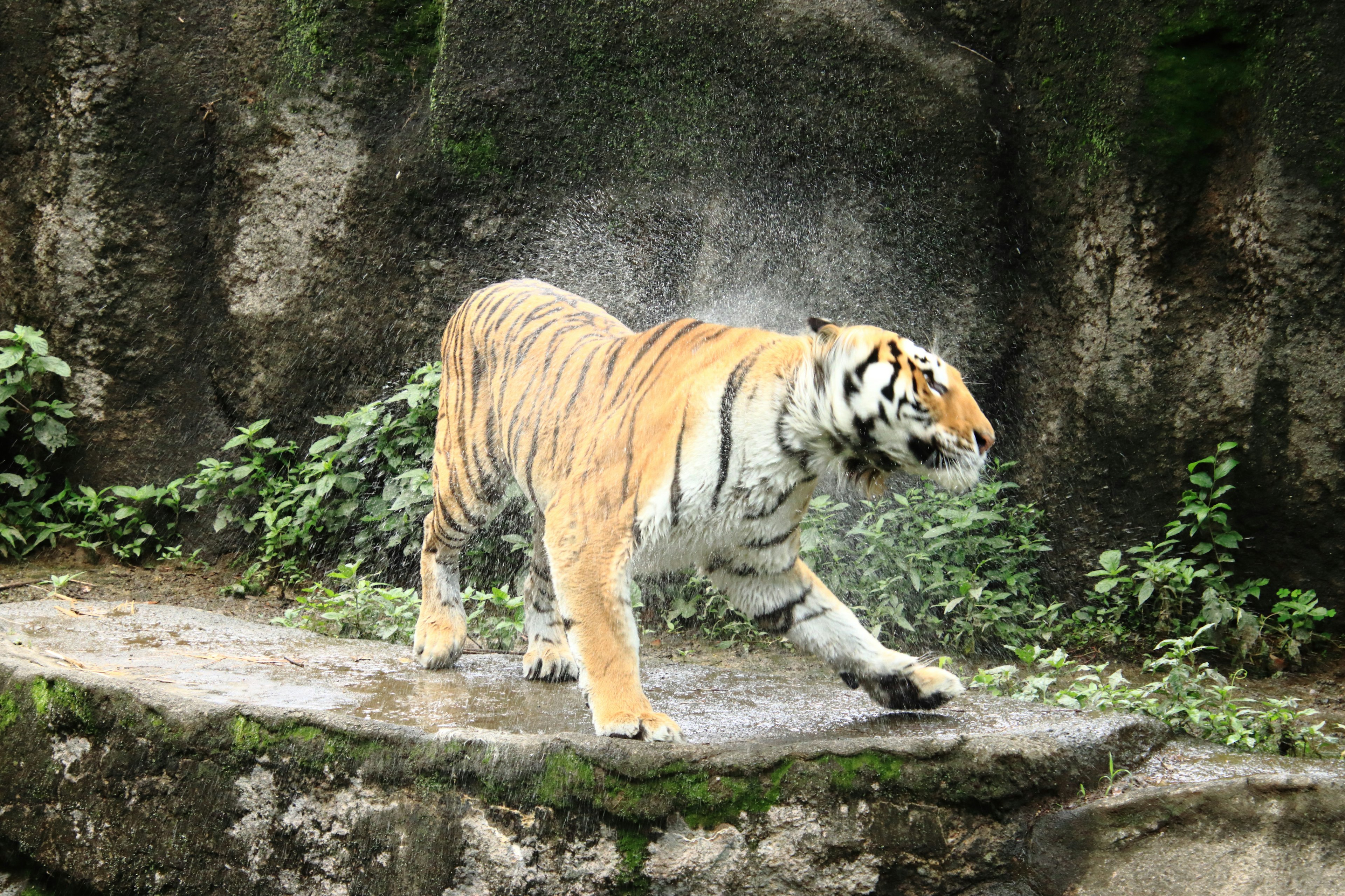 Una tigre che scuote l'acqua mentre cammina su una superficie rocciosa