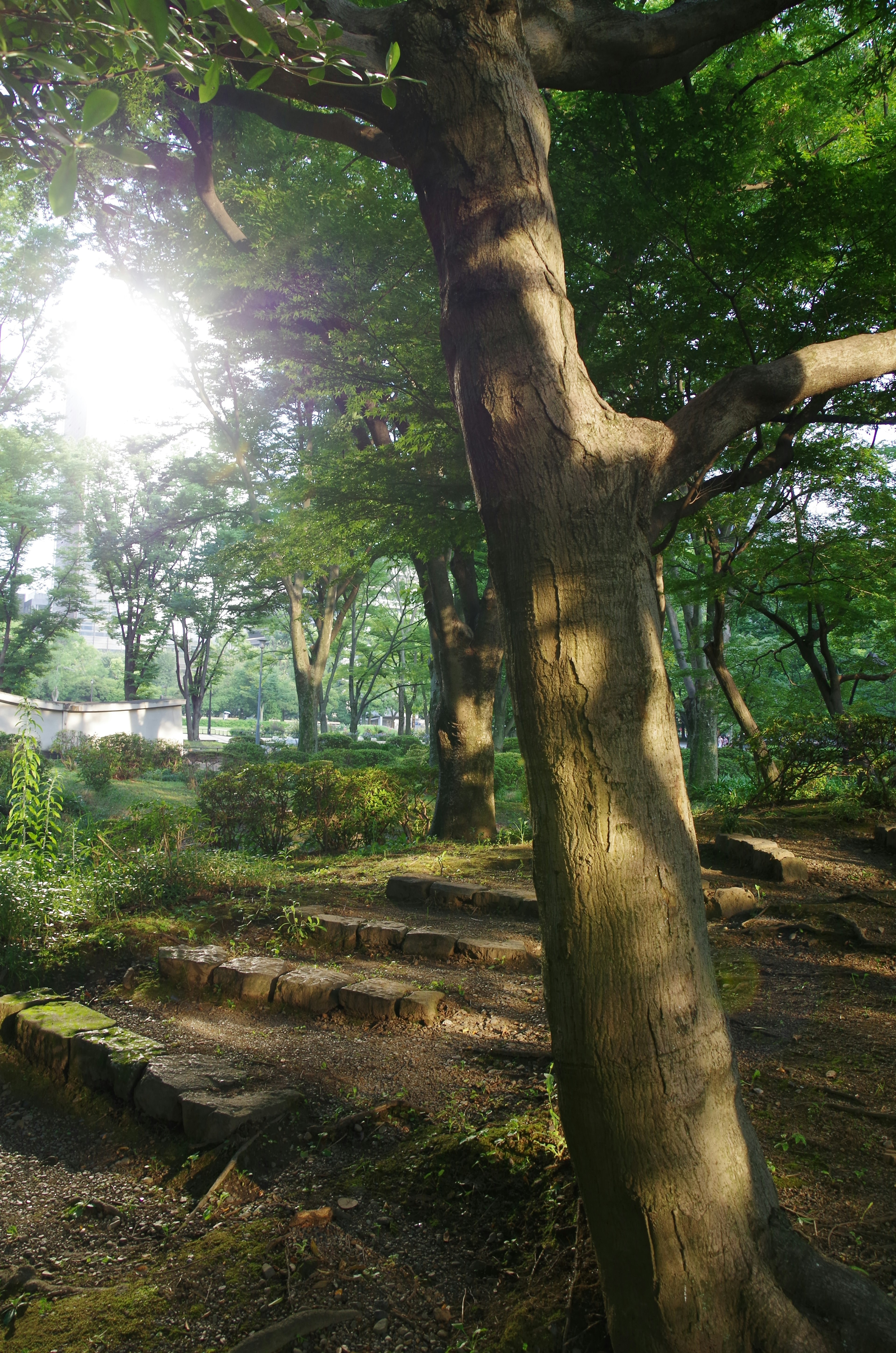 Un grande albero in una foresta verde lussureggiante con la luce del sole che filtra