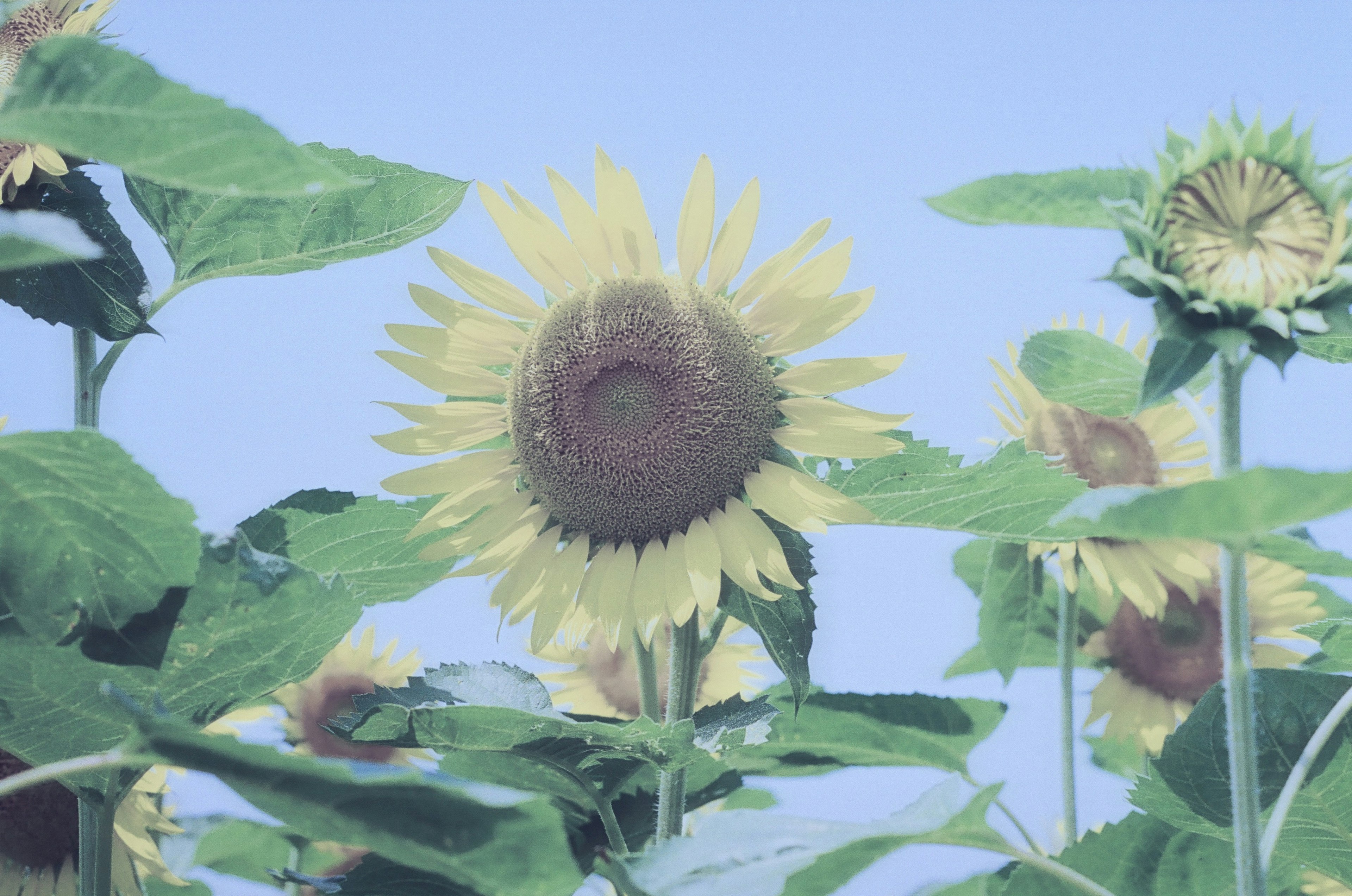 Girasoles en flor bajo un cielo azul con hojas verdes