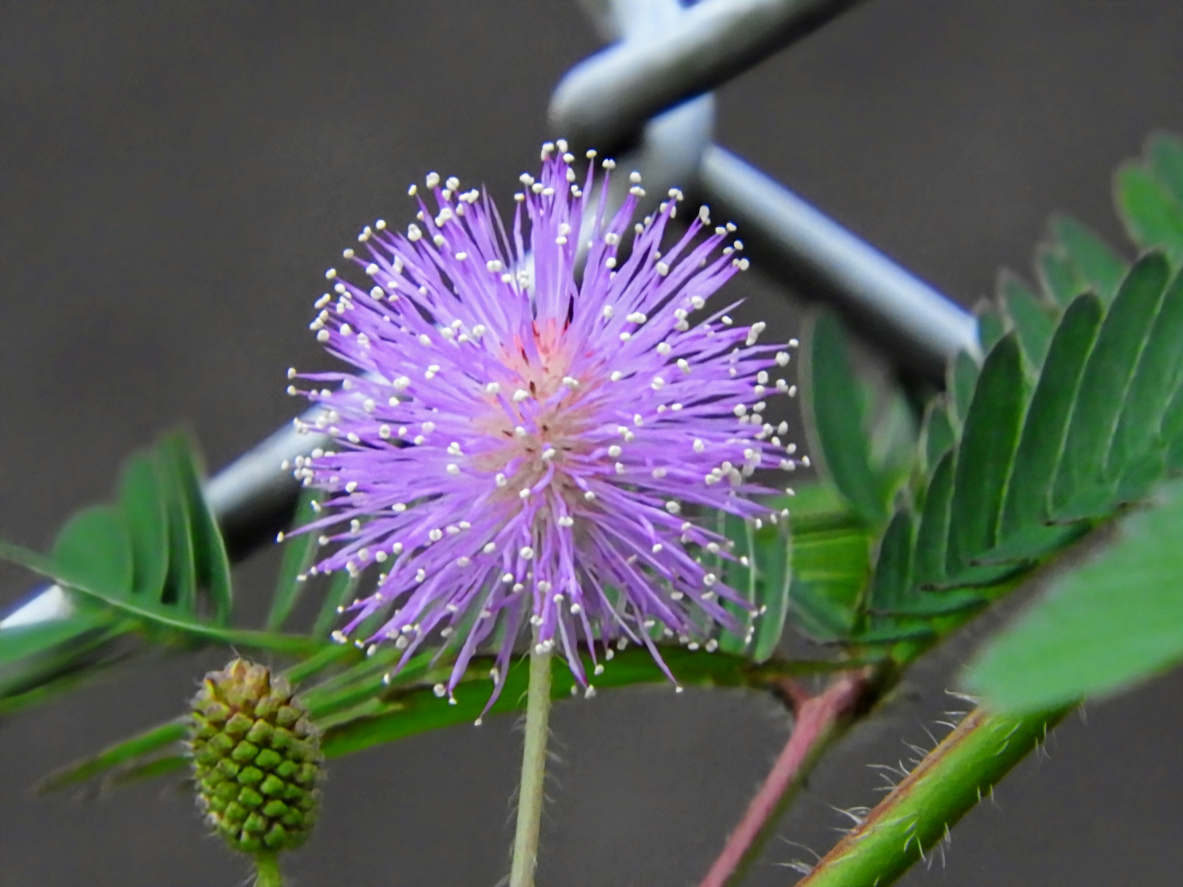 Nahaufnahme einer lila Blume, die an einer Pflanze nahe einem Drahtzaun blüht