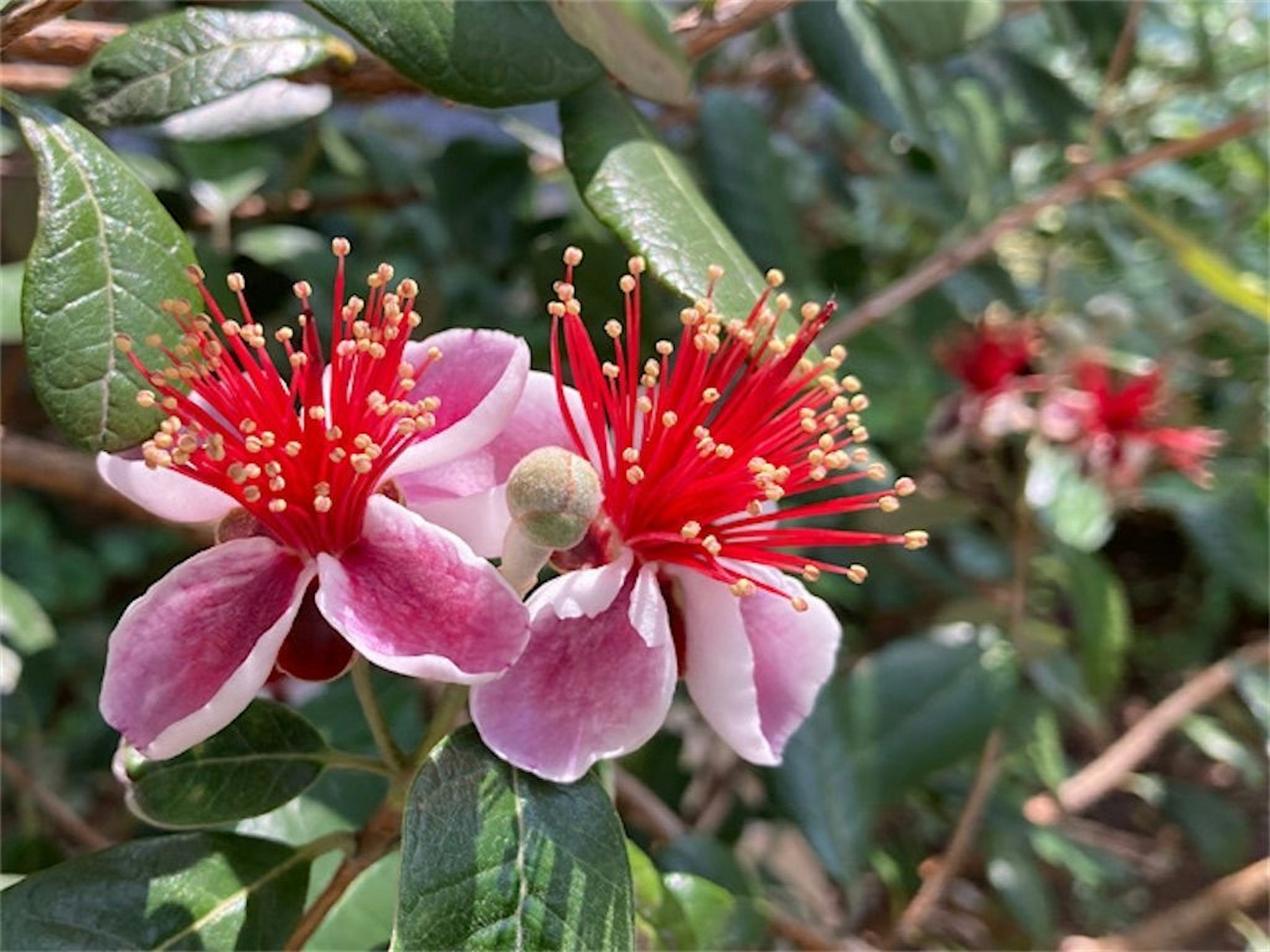 Fiori di feijoa con petali rosa e stami rossi che fioriscono tra foglie verdi