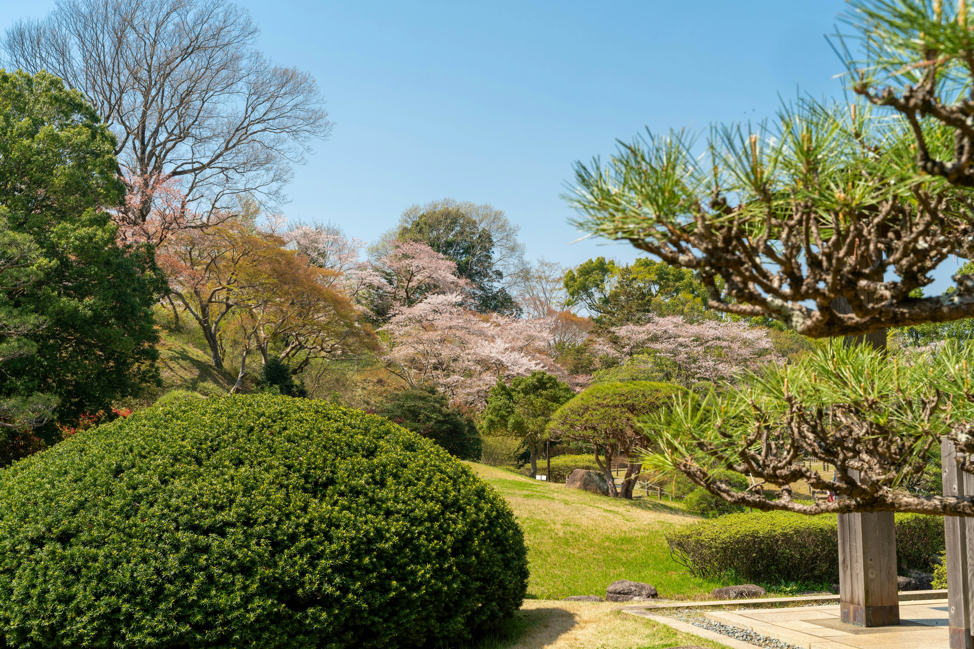 Hermoso paisaje de parque en primavera con arbustos verdes y cerezos en flor