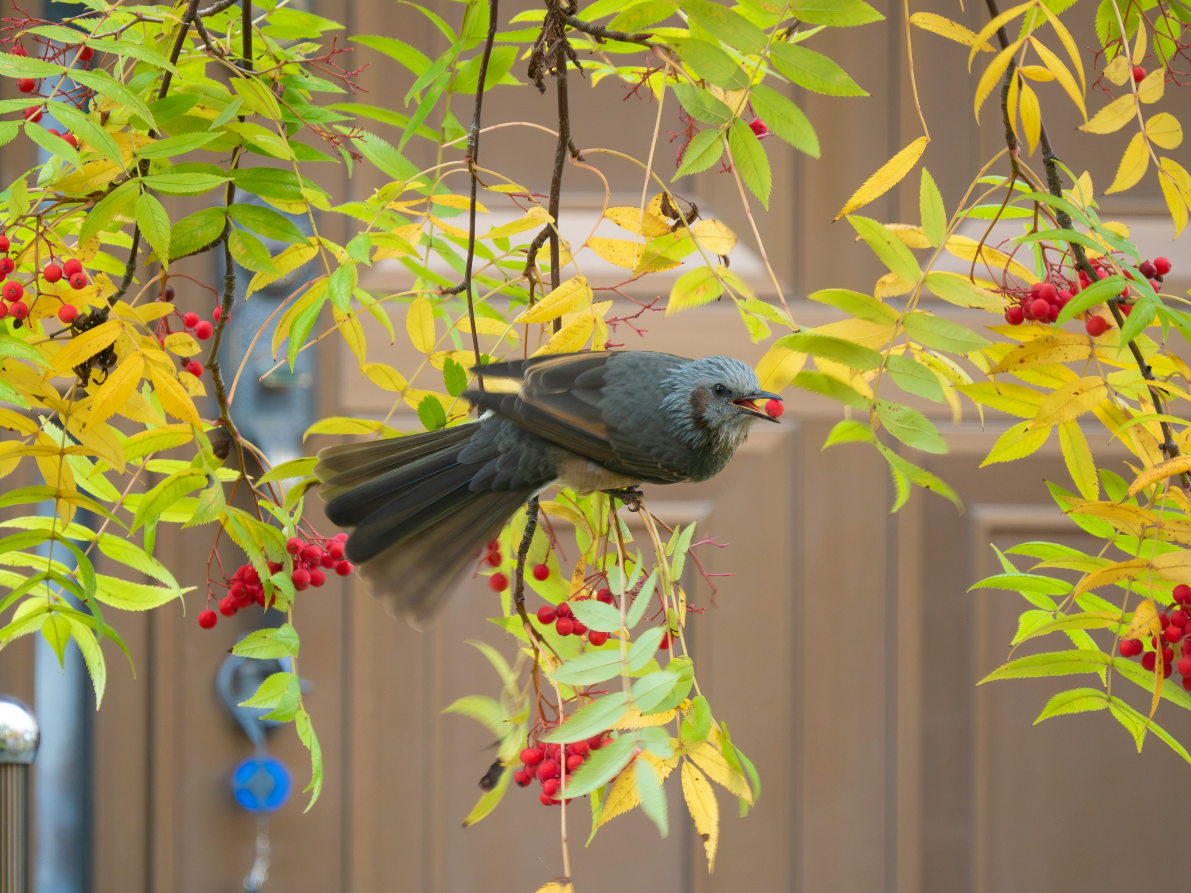 Un pájaro comiendo bayas rojas entre hojas amarillas vibrantes