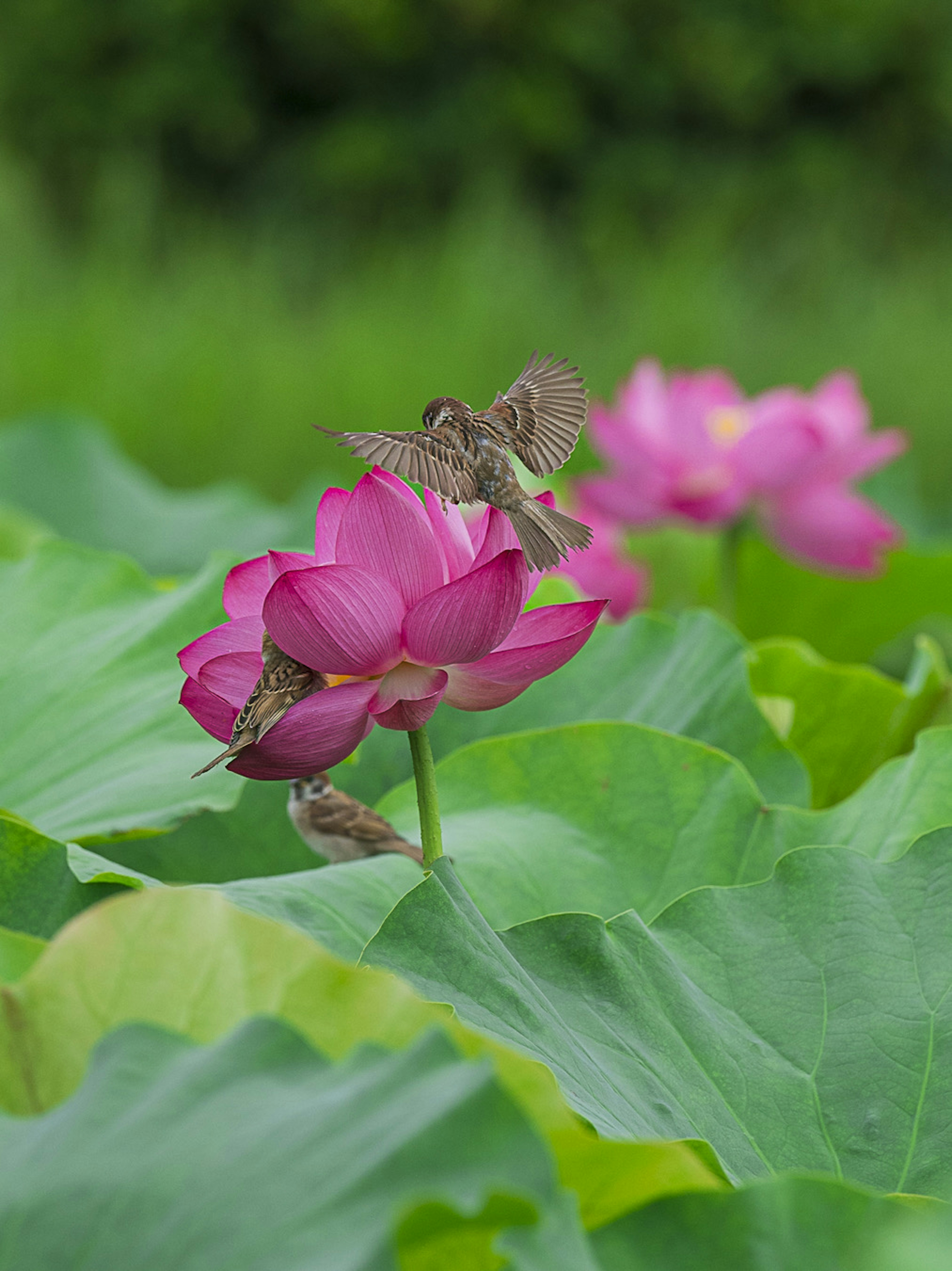 緑の葉に囲まれたピンクの蓮の花とその上に止まる蝶