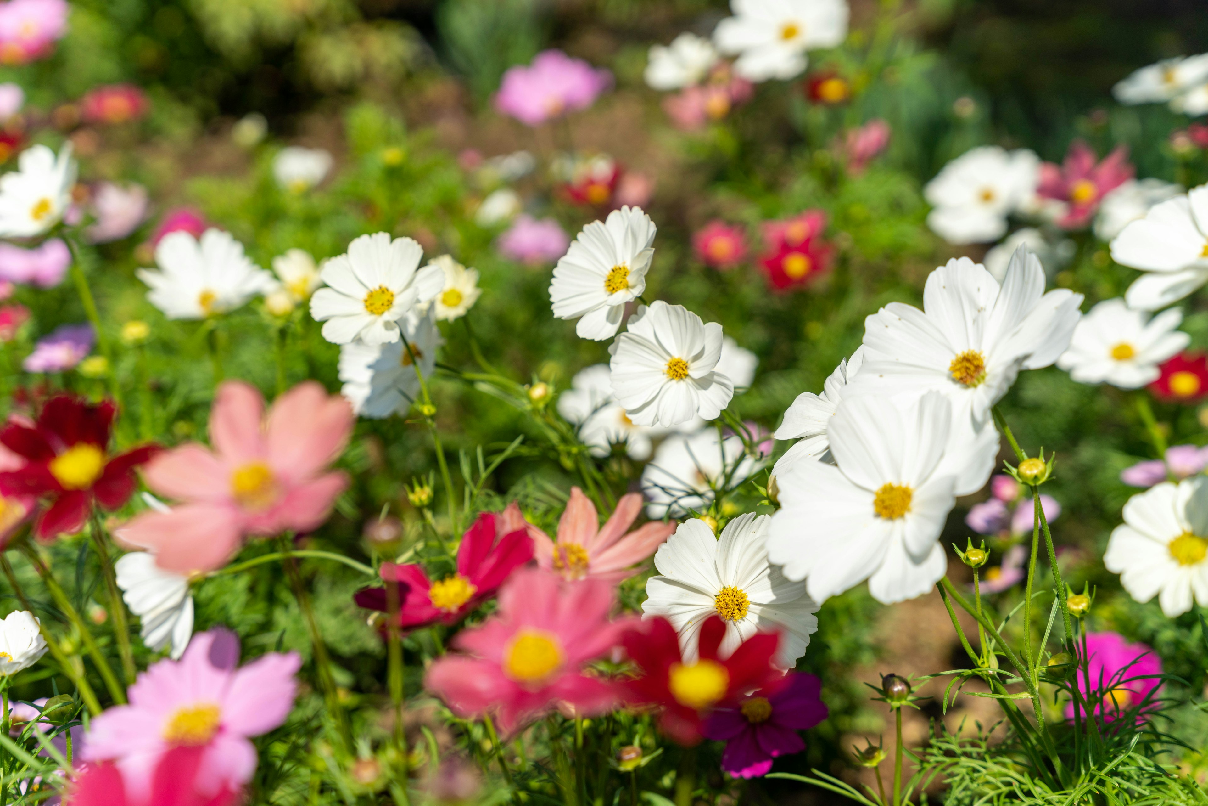 Una escena de jardín vibrante con varias flores en flor, incluyendo variedades blancas y rosas