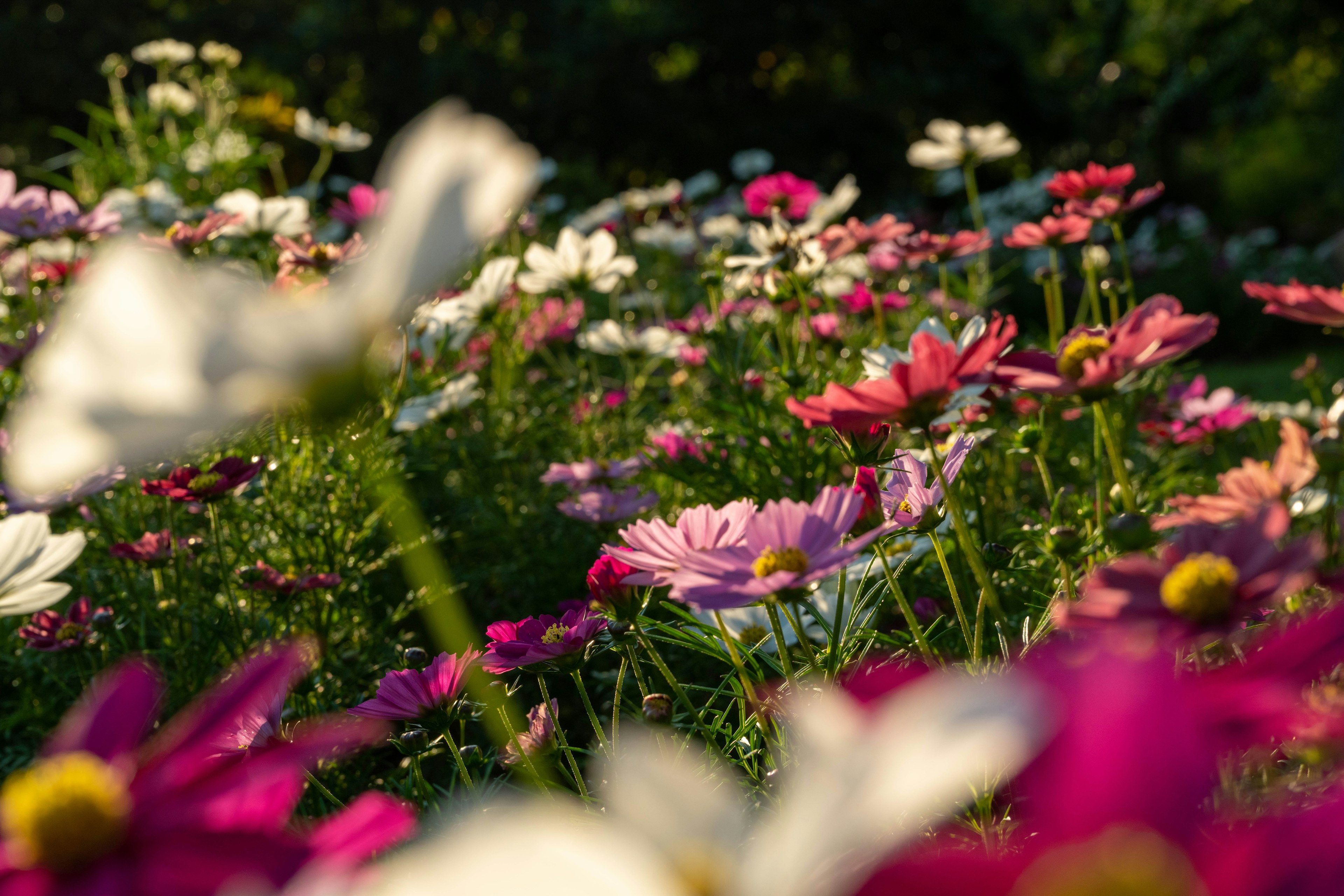 Vibrant garden filled with colorful blooming flowers