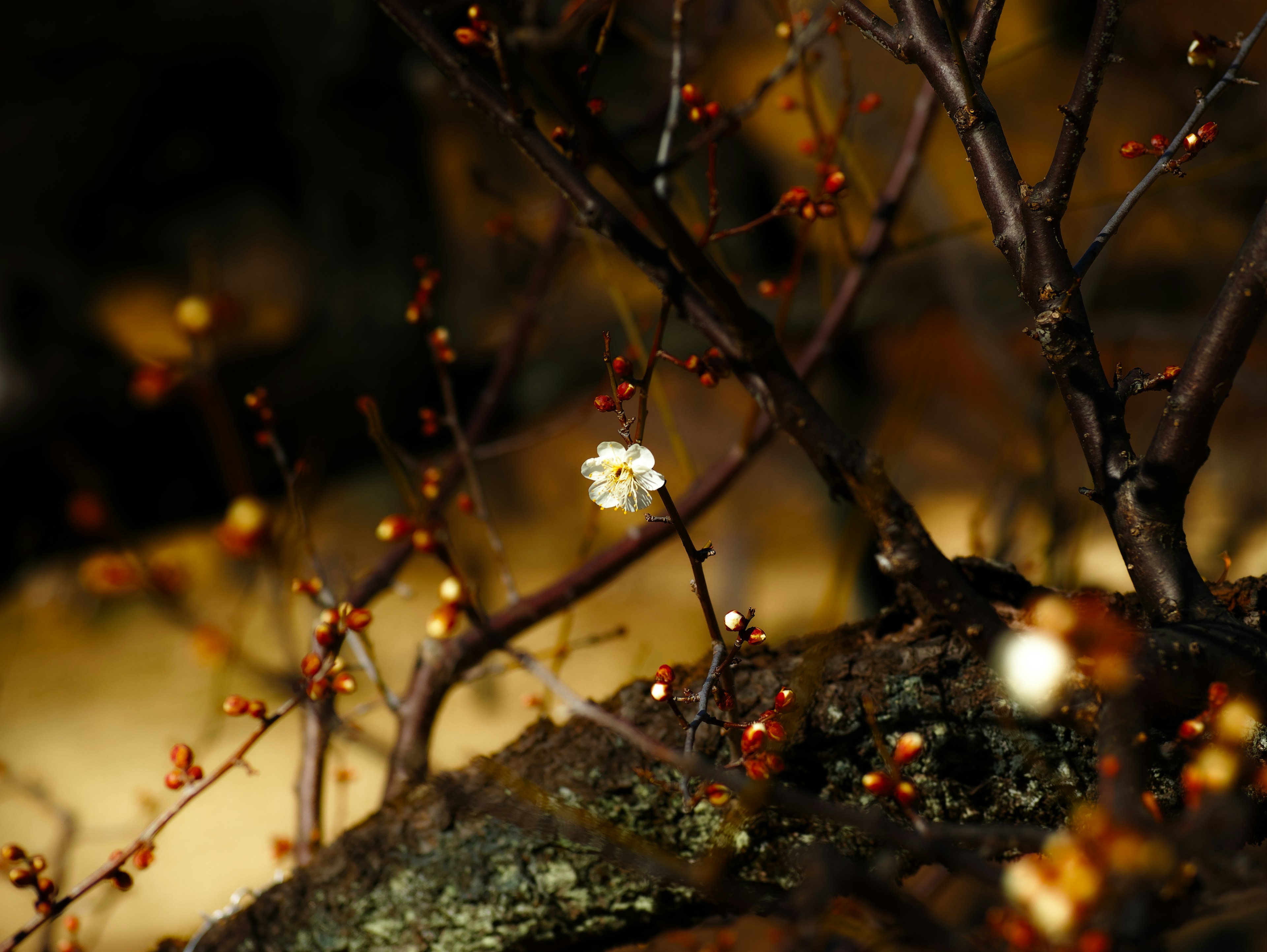 Close-up of a single white flower blooming on a branch against a dark background