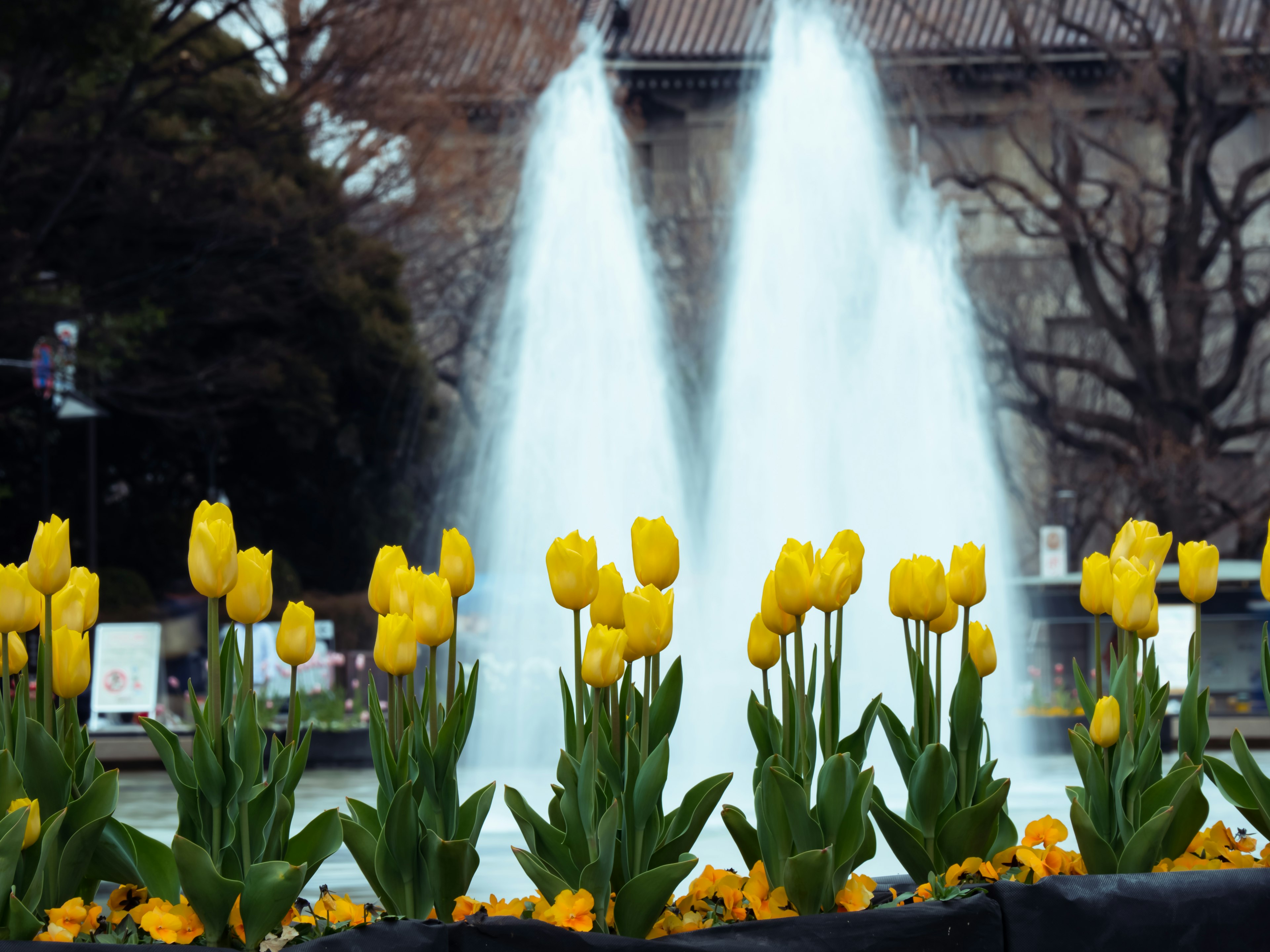 黄色いチューリップと噴水がある公園の風景