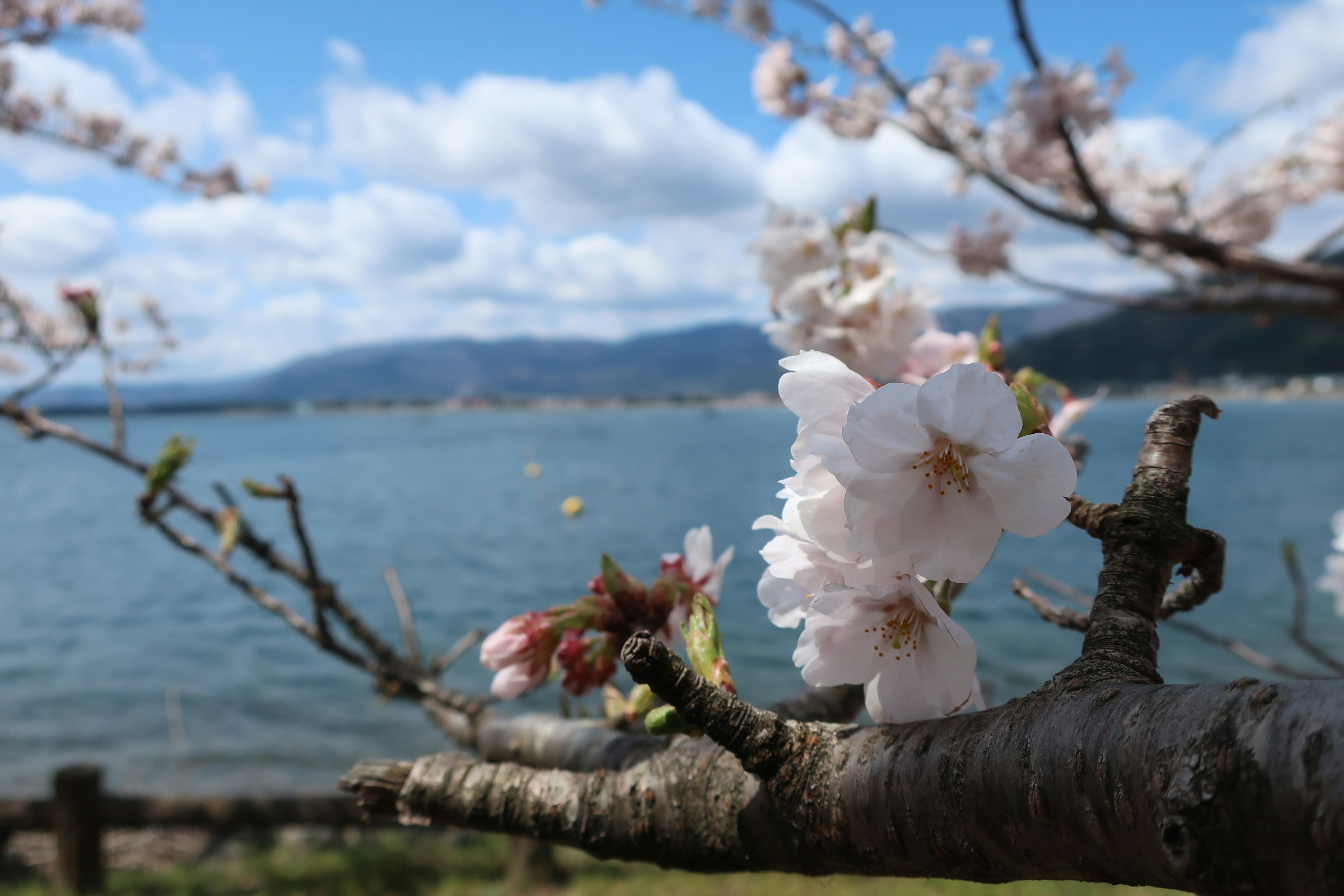 Cherry blossoms in bloom near a lake under a blue sky