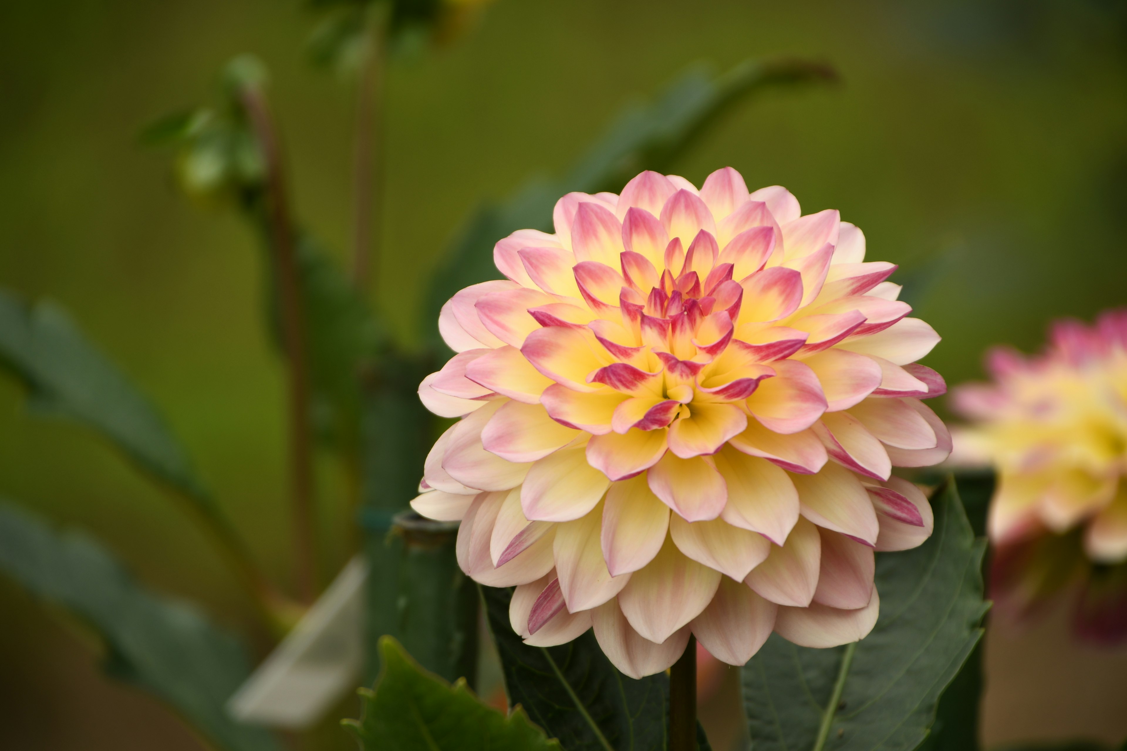 美しいピンクとクリーム色のダリアの花が咲いている