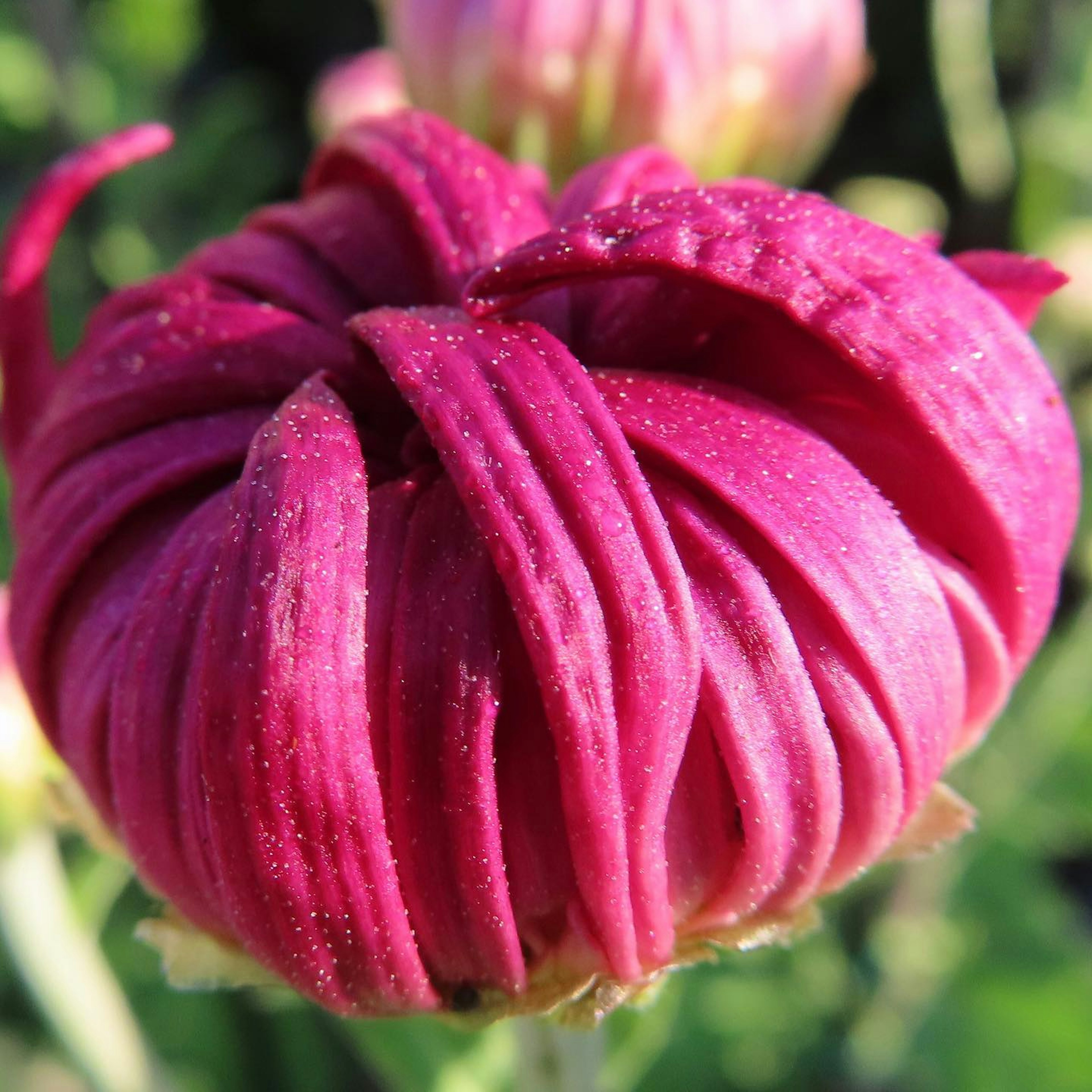 Gros plan d'un bouton de fleur violet vif avec des pétales complexes