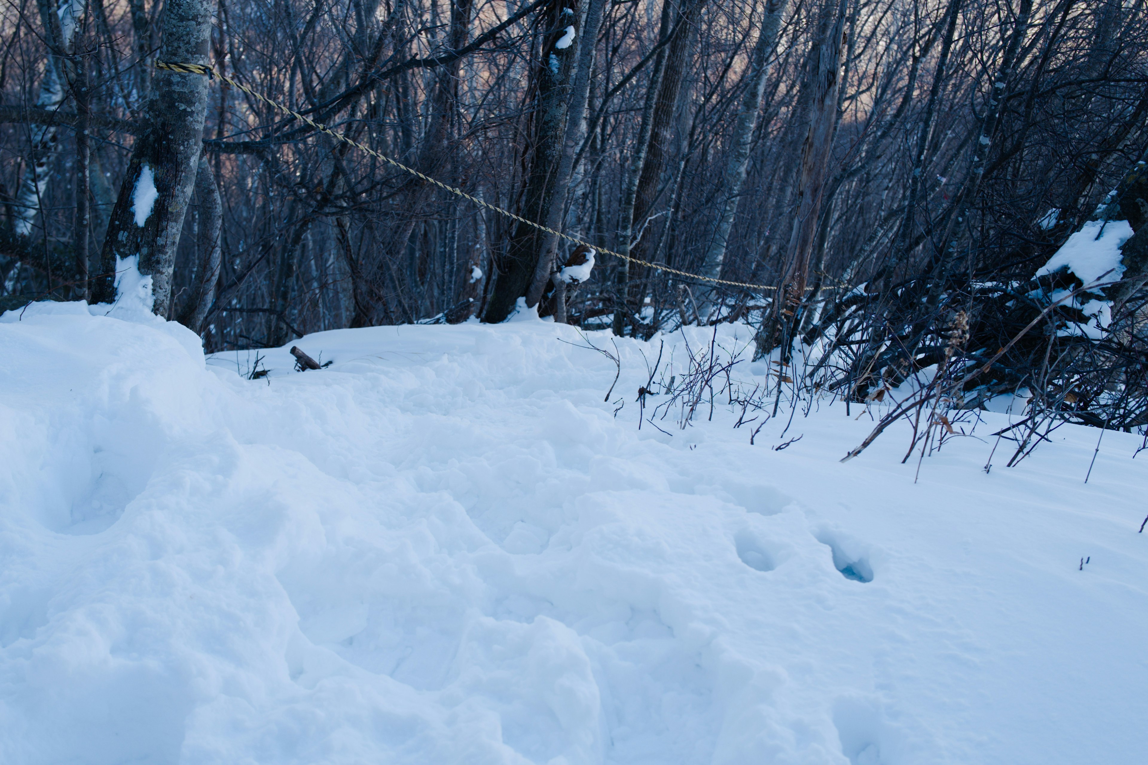 Snow-covered forest landscape with trees in twilight