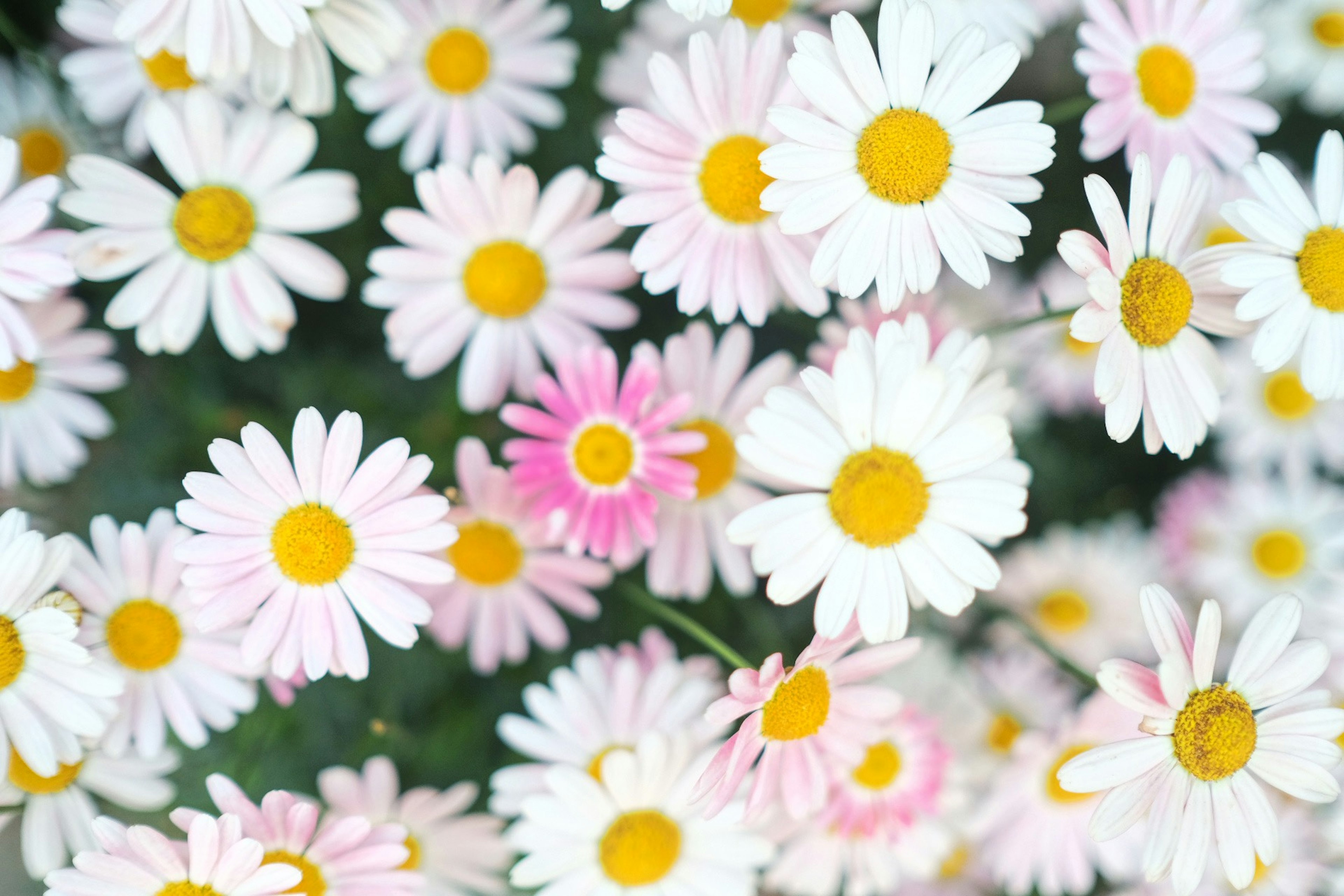 白い花とピンクの花が混ざった可愛いデイジーの群れ